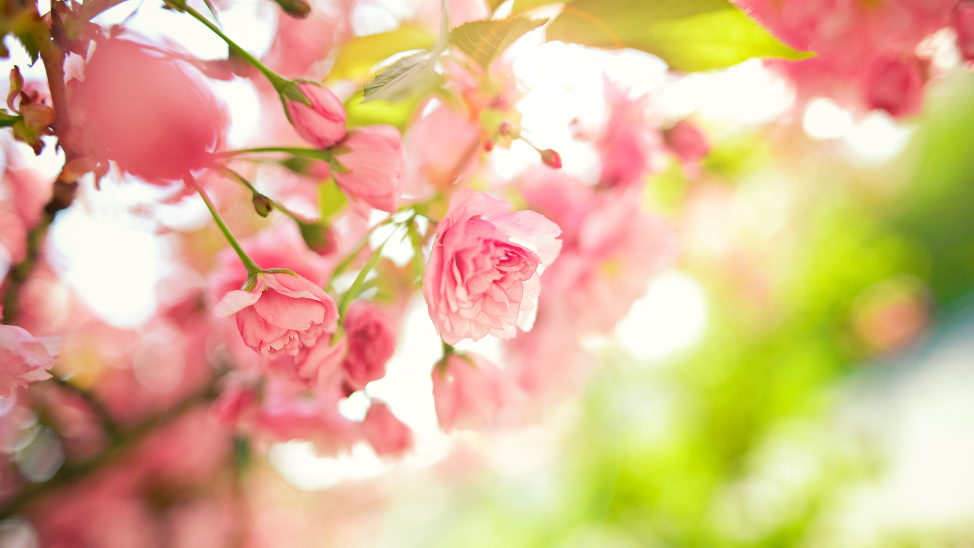 Обои цветы, дерево, листья, ветки, весна, розовые, flowers, tree, leaves, branches, spring, pink разрешение 1920x1080 Загрузить