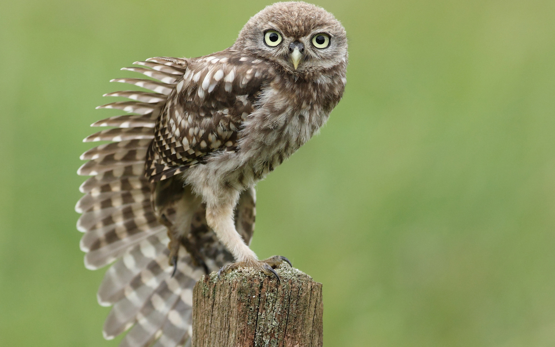 Обои сова, птица, перья, пень, крыло, сидя, тянется, owl, bird, feathers, stump, wing, sitting, stretches разрешение 1920x1200 Загрузить