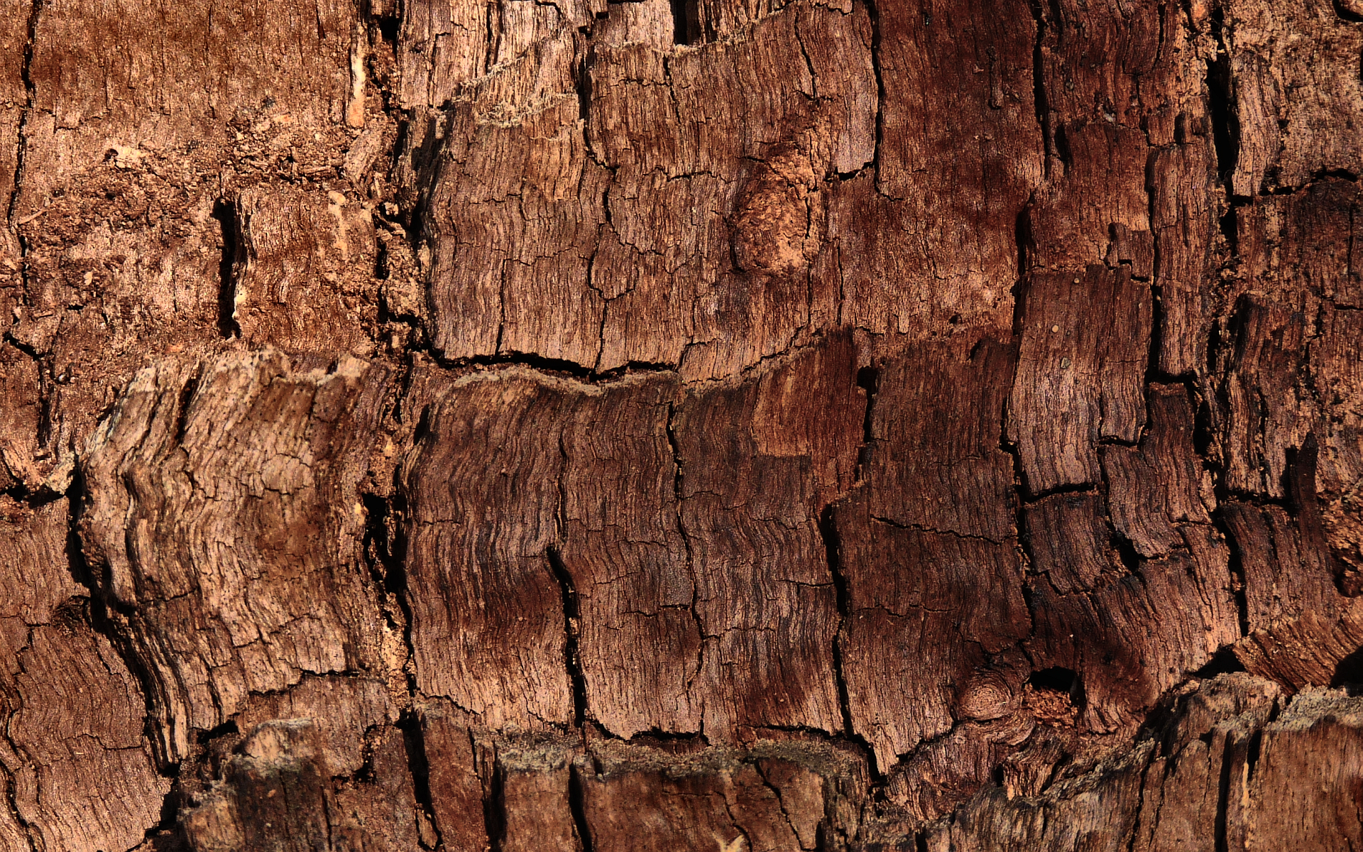 Обои дерево, текстура, кора, древесина, tree, texture, bark, wood разрешение 1920x1200 Загрузить
