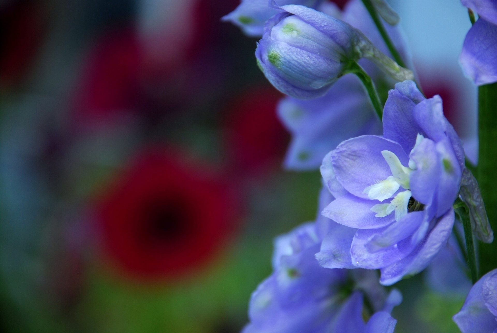 Обои цветы, макро, лепестки, синие, дельфиниум, бутончик, flowers, macro, petals, blue, delphinium, rosebud разрешение 1920x1285 Загрузить