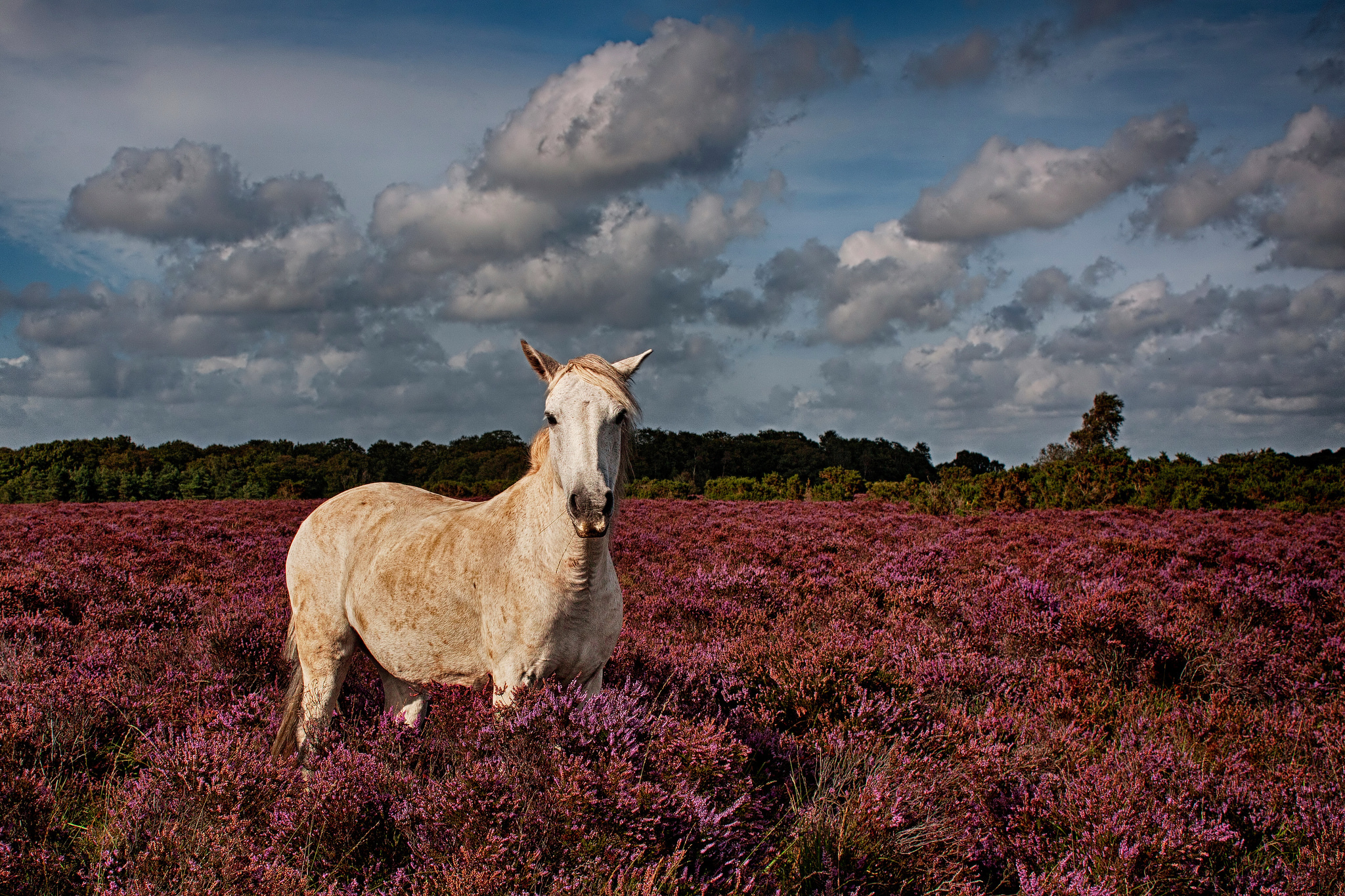 Обои цветы, лошадь, поле, конь, flowers, horse, field разрешение 2048x1365 Загрузить