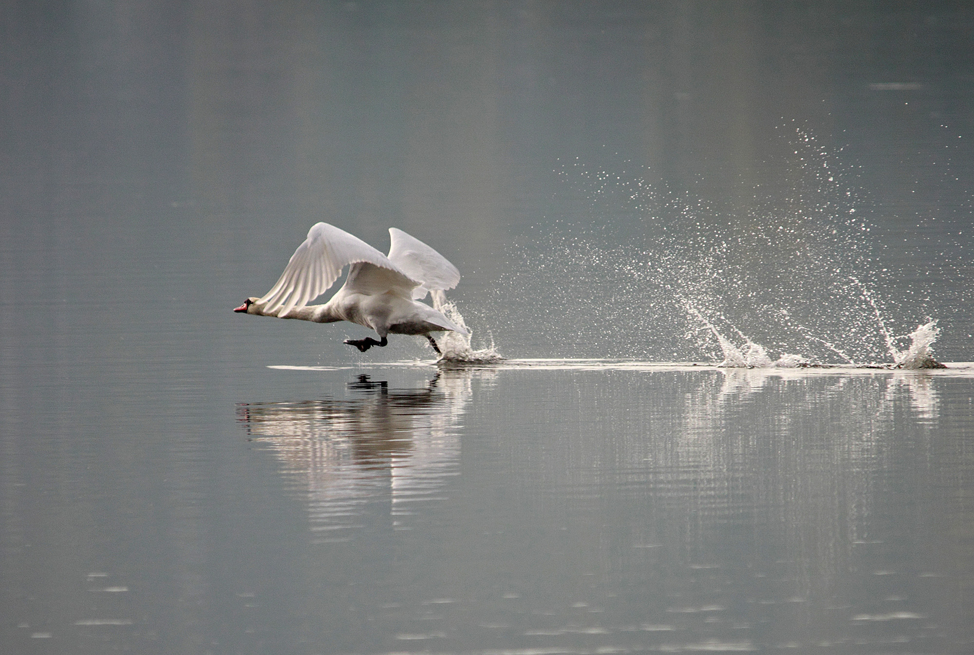 Обои вода, брызги, птицы, лебедь, water, squirt, birds, swan разрешение 2000x1345 Загрузить