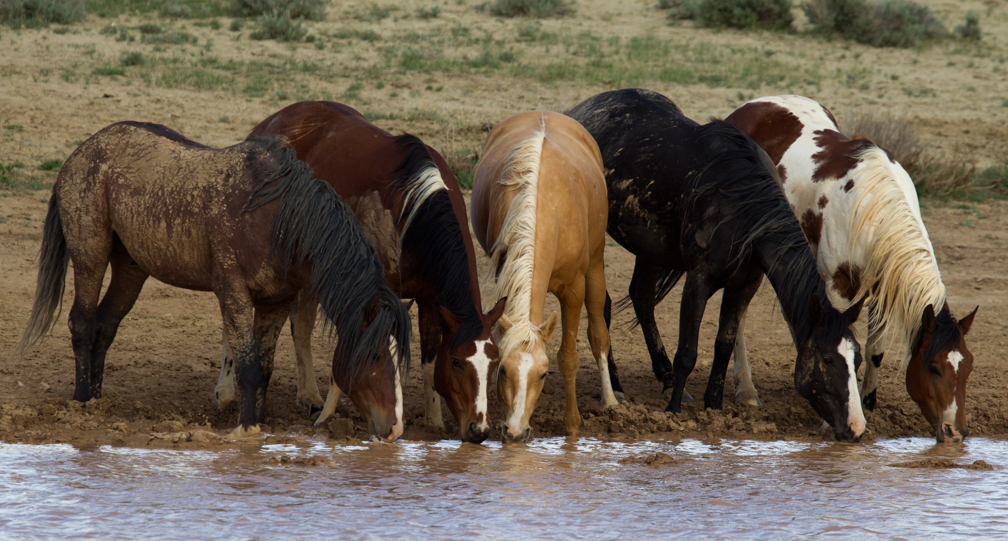 Обои лошади, кони, водопой, табун, horse, horses, drink, the herd разрешение 3400x1825 Загрузить