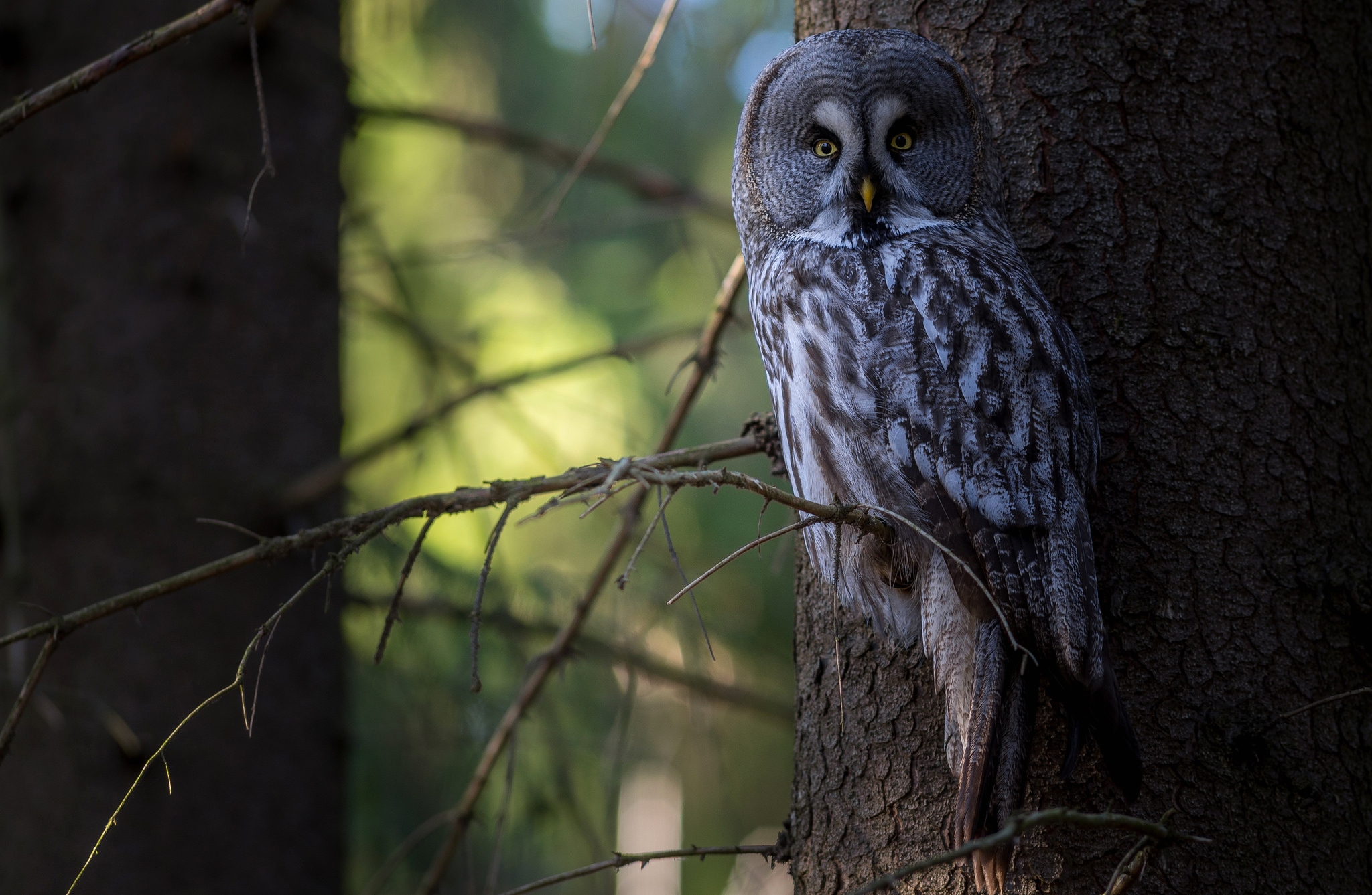 Обои сова, дерево, лес, птица, неясыть,   сова, owl, tree, forest, bird разрешение 2048x1337 Загрузить