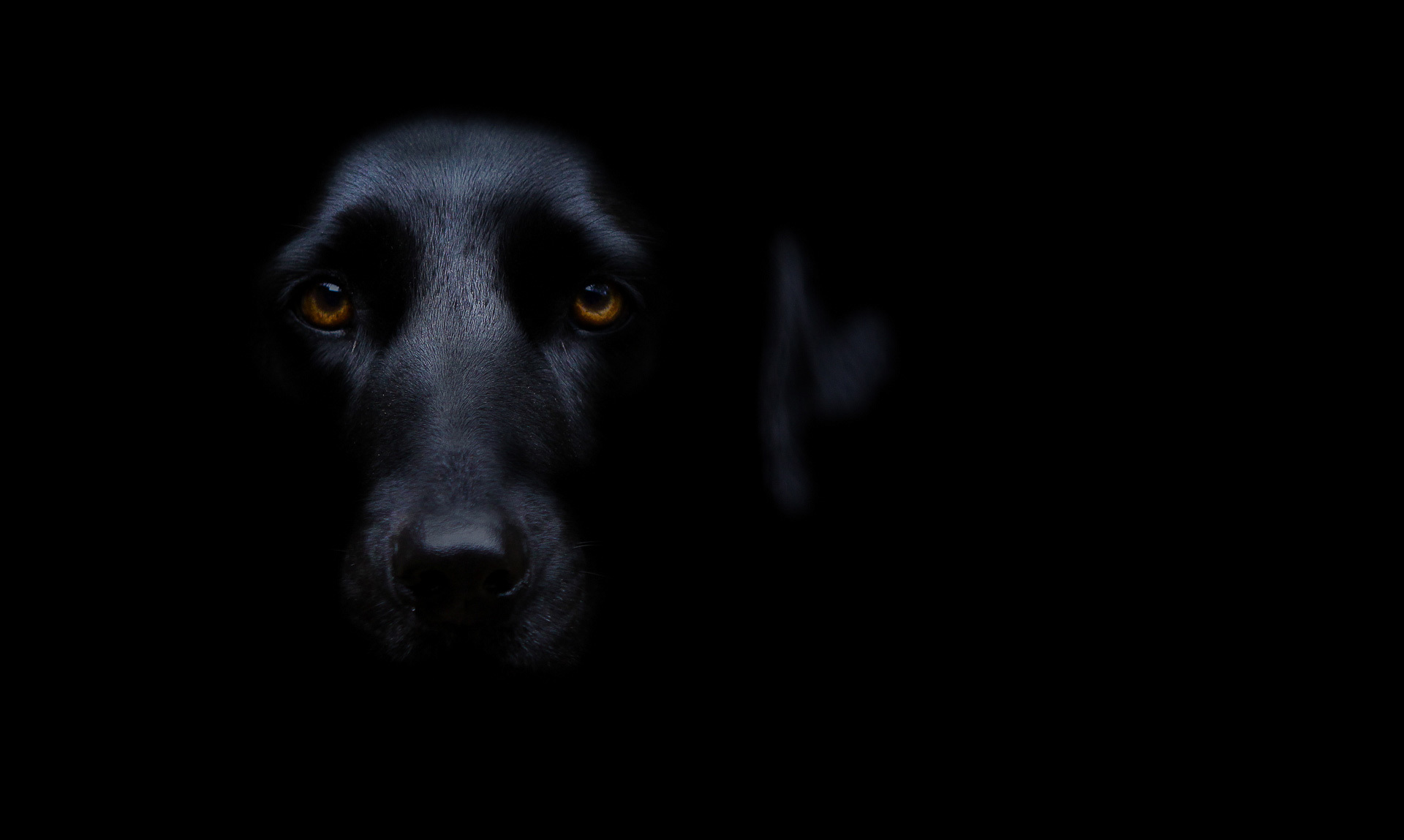 Обои мордочка, взгляд, собака, черный фон, черная, карие глаза, muzzle, look, dog, black background, black, brown eyes разрешение 1920x1149 Загрузить