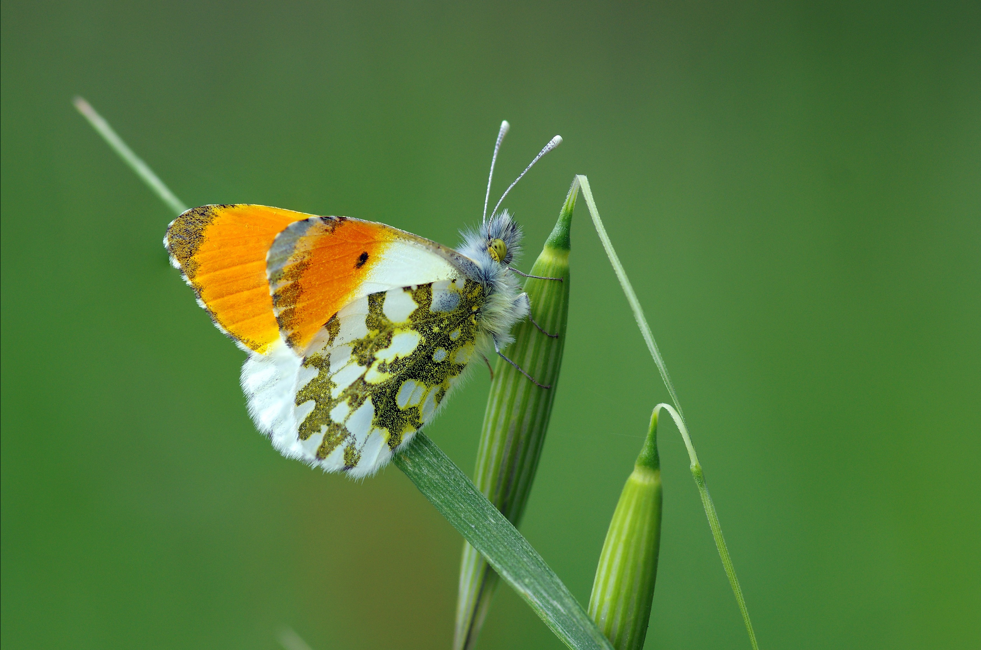 Обои трава, макро, насекомое, бабочка, крылья, растение, зеленая, ziva & amir, grass, macro, insect, butterfly, wings, plant, green разрешение 3366x2229 Загрузить