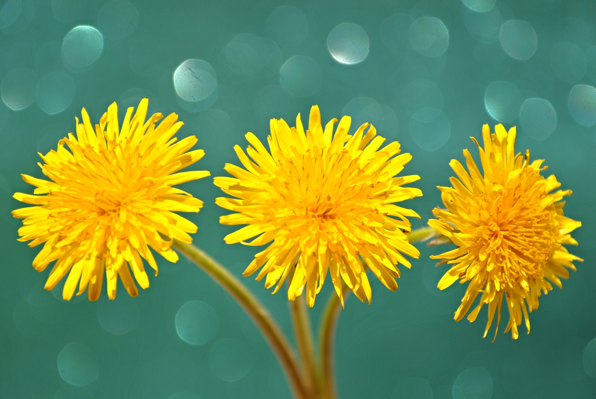 Обои цветы, макро, лепестки, одуванчики, стебель, желтые, flowers, macro, petals, dandelions, stem, yellow разрешение 2048x1374 Загрузить