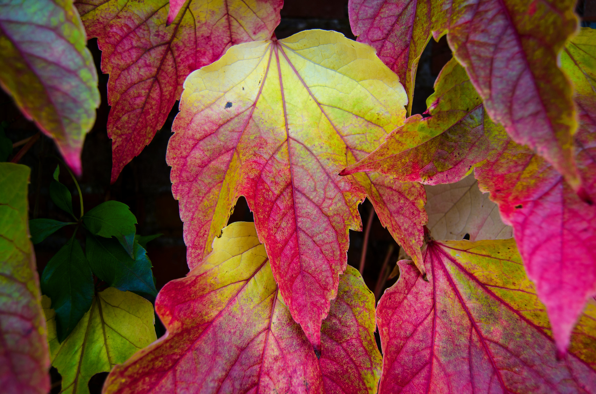 Обои природа, листья, разноцветные, осень, nature, leaves, colorful, autumn разрешение 2048x1356 Загрузить