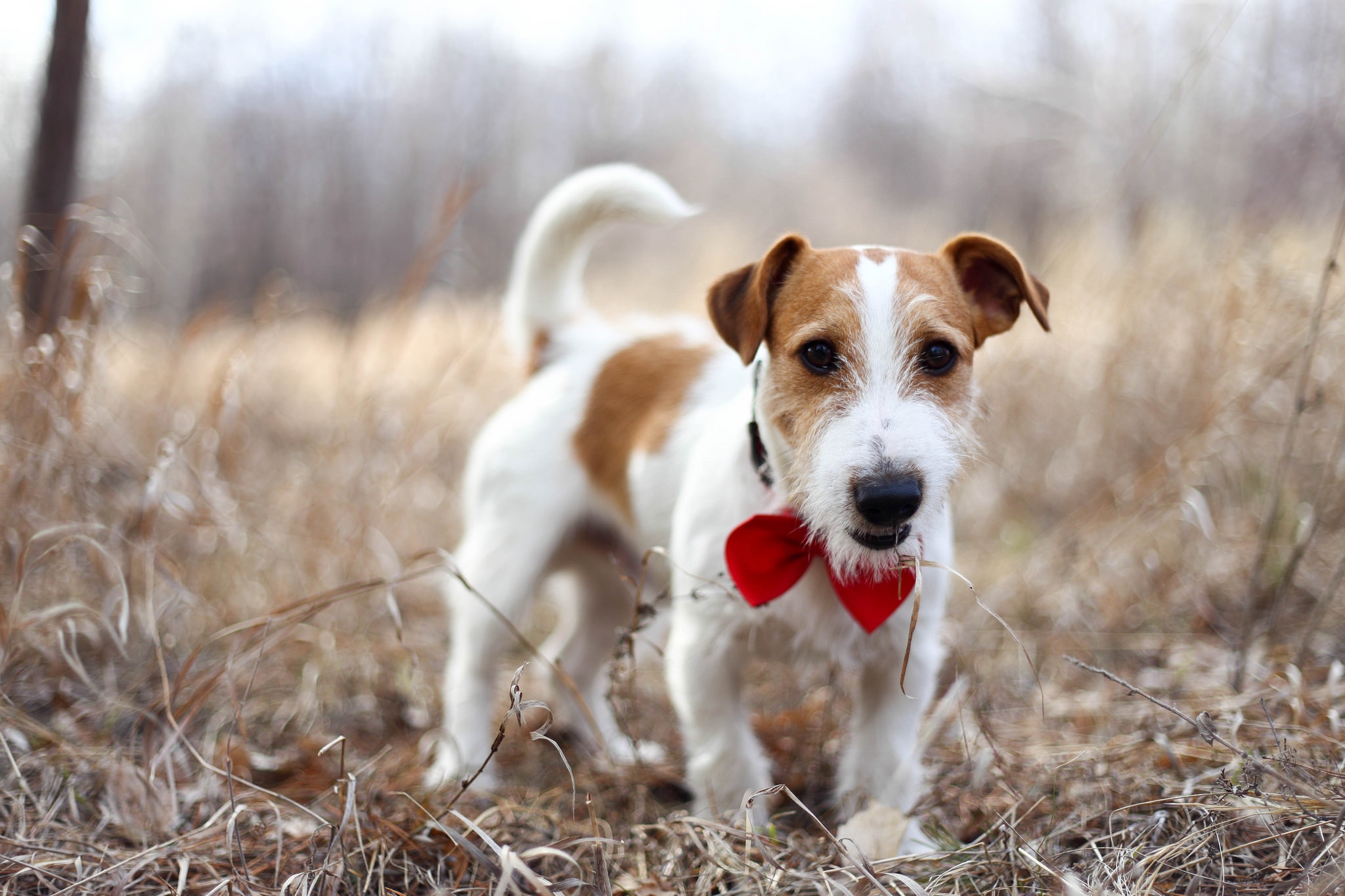 Обои природа, взгляд, собака, джек-рассел-терьер, nature, look, dog, jack russell terrier разрешение 2048x1365 Загрузить