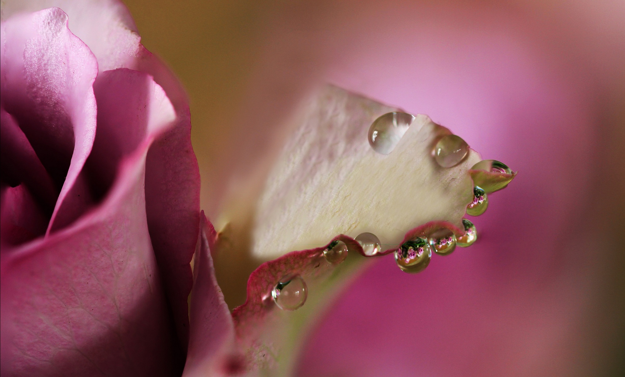 Обои макро, цветок, капли, роза, лепестки, бутон, розовый, цветком, macro, flower, drops, rose, petals, bud, pink разрешение 1988x1200 Загрузить