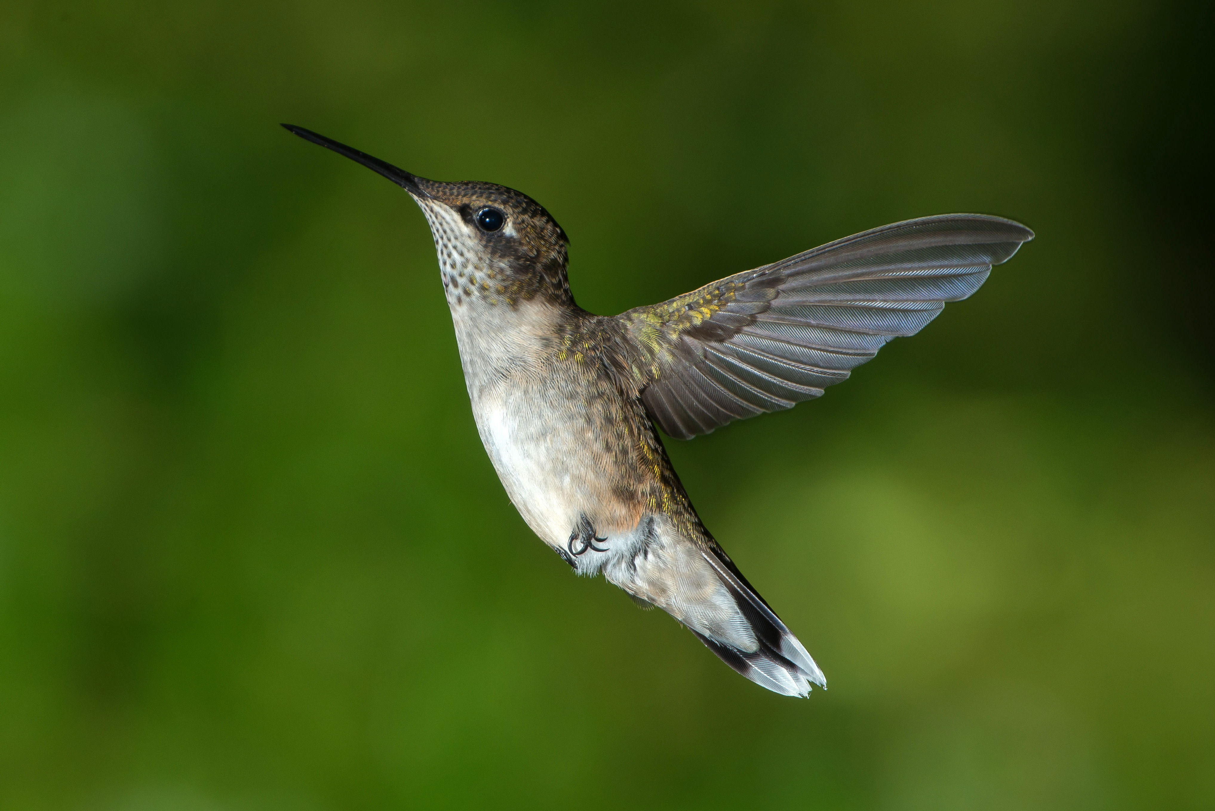 Обои фон, полет, крылья, птица, колибри, background, flight, wings, bird, hummingbird разрешение 4069x2716 Загрузить