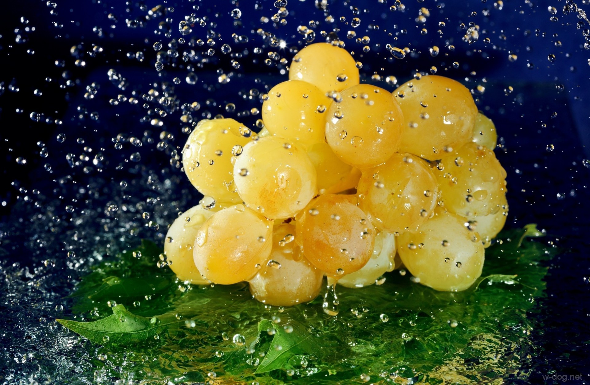 Обои вода, виноград, капли, ягода, лист, гроздь, water, grapes, drops, berry, sheet, bunch разрешение 1920x1253 Загрузить