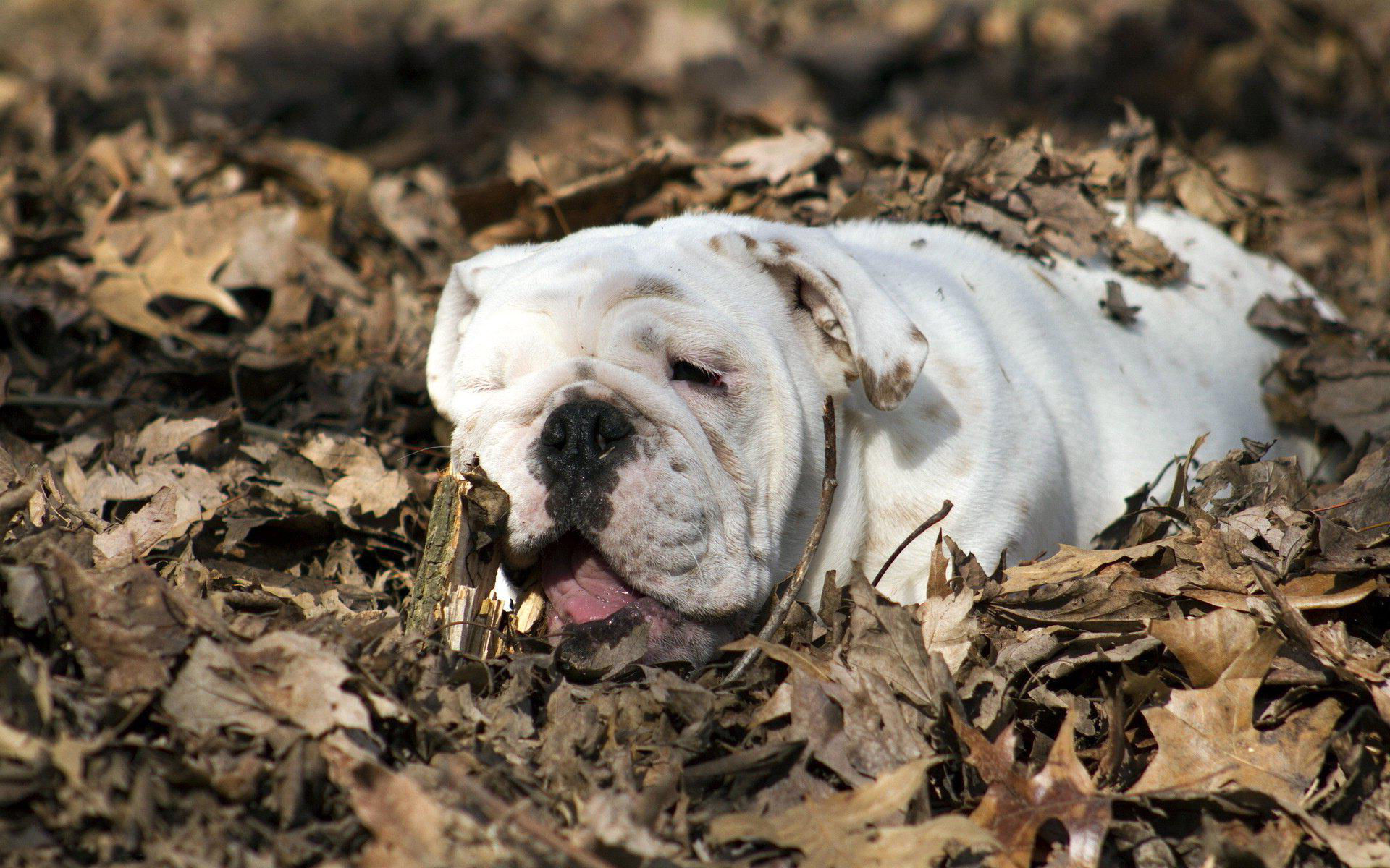 Обои листья, осень, собака, животное, бульдог, английский бульдог, leaves, autumn, dog, animal, bulldog, english bulldog разрешение 1920x1200 Загрузить