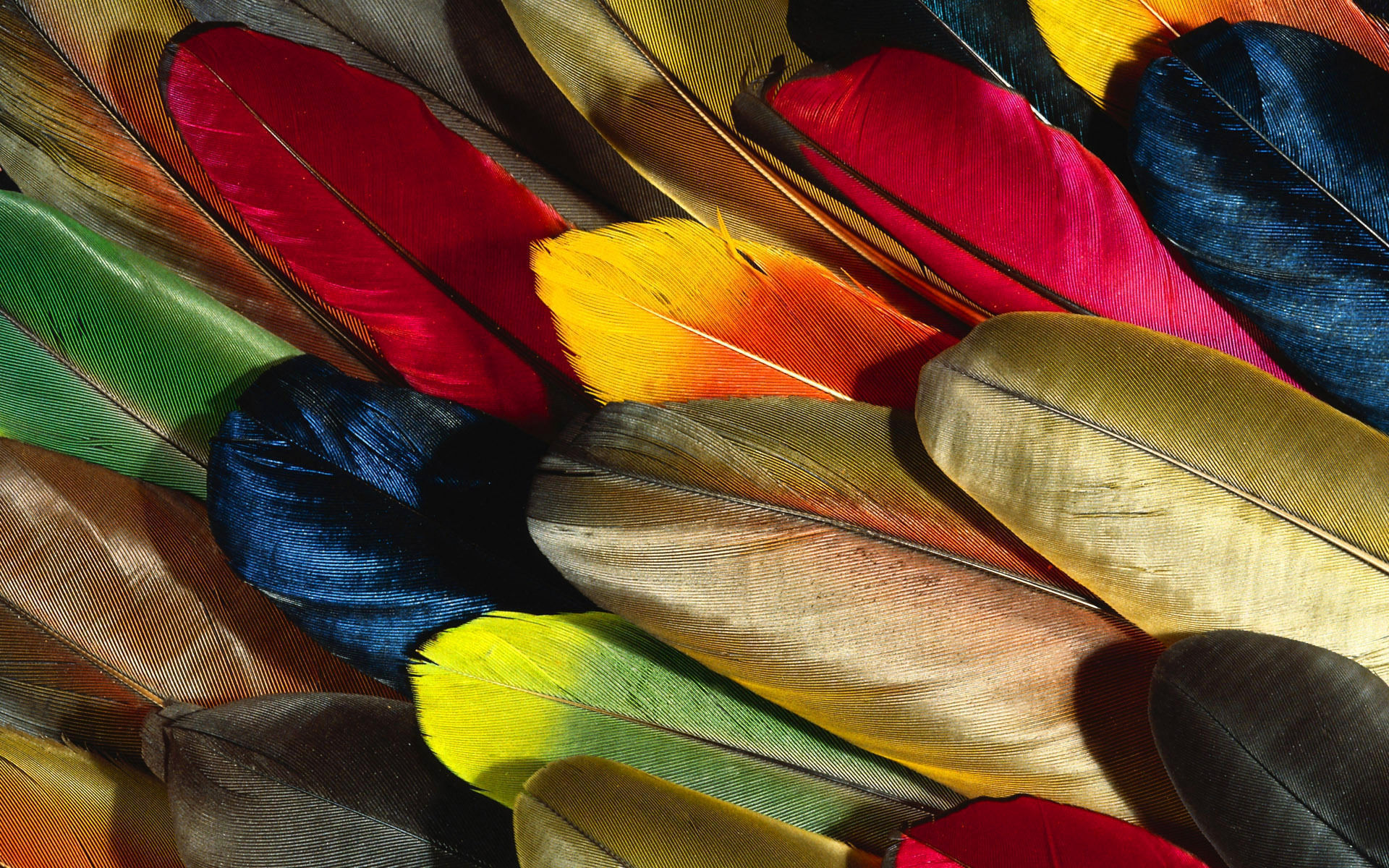 Обои разноцветные, перья, красивые, перо, перышко, colorful, feathers, beautiful, pen, a feather разрешение 1920x1200 Загрузить