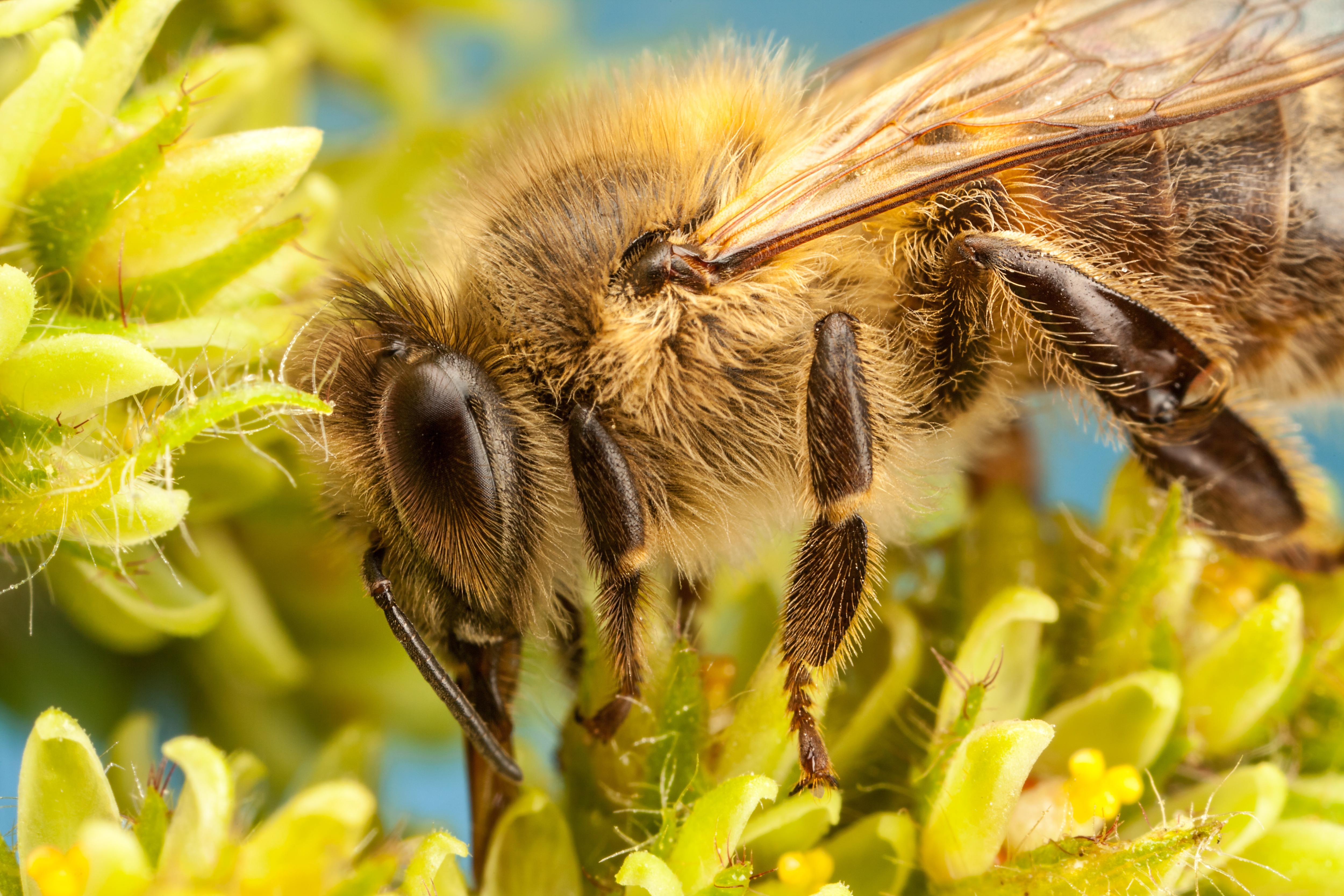 Обои цветы, насекомое, лепестки, пчела, боке, flowers, insect, petals, bee, bokeh разрешение 5000x3333 Загрузить