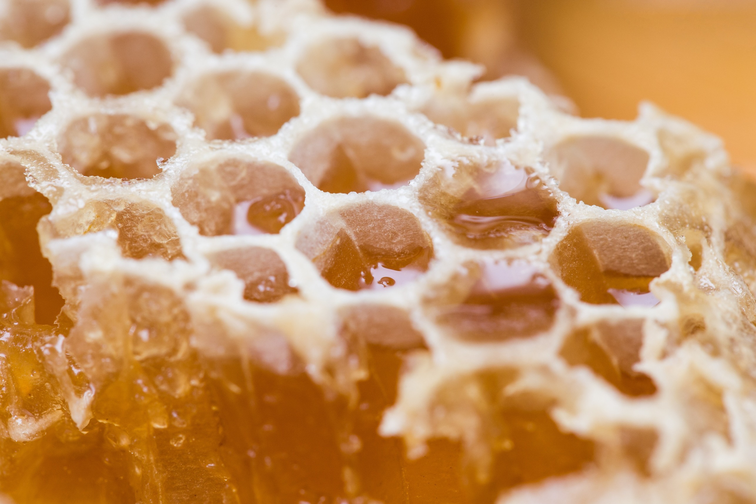 Обои макро, соты, сладкое, мед, macro, cell, sweet, honey разрешение 2572x1715 Загрузить