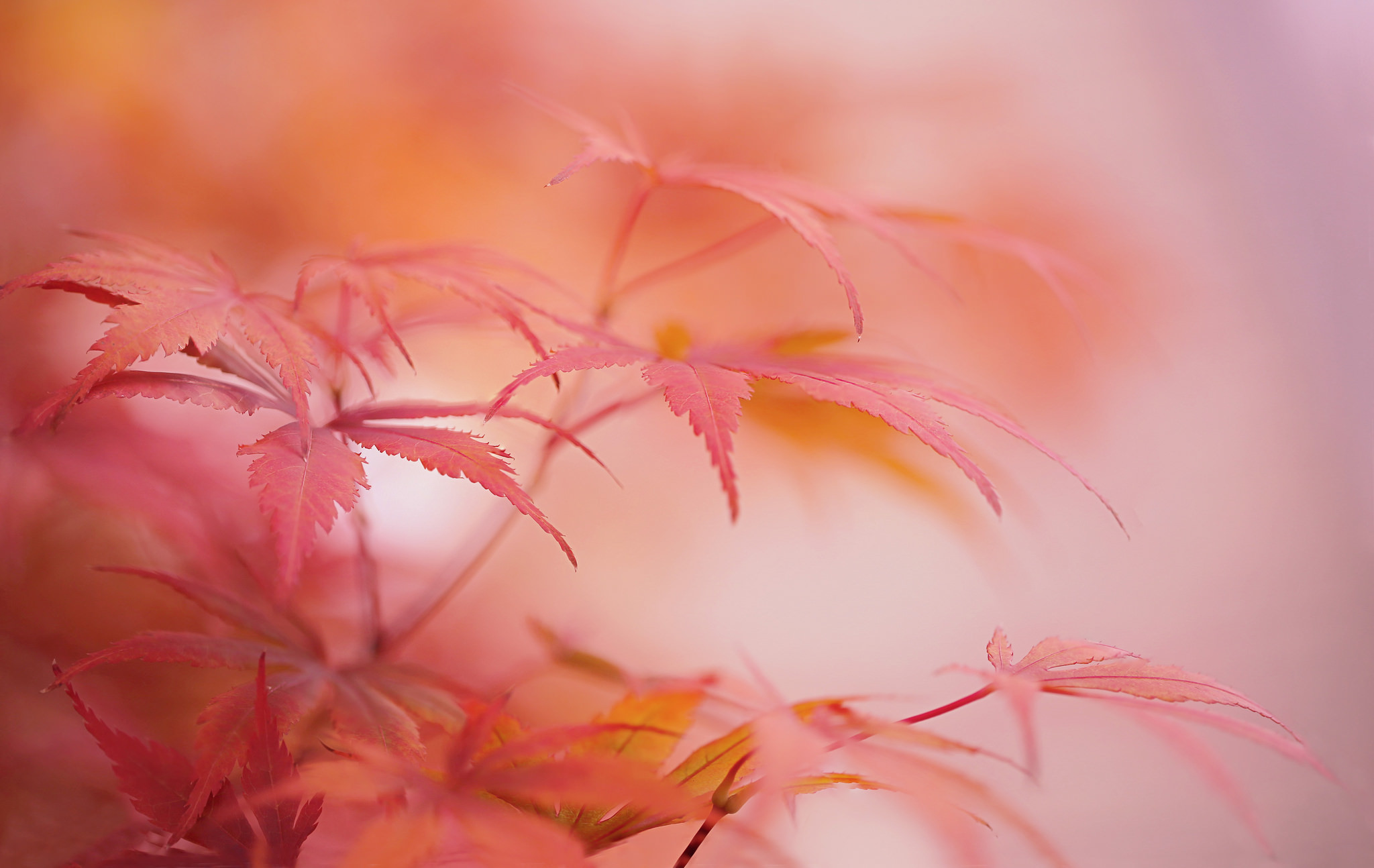 Обои природа, листья, макро, осень, размытость, клен, nature, leaves, macro, autumn, blur, maple разрешение 2048x1294 Загрузить