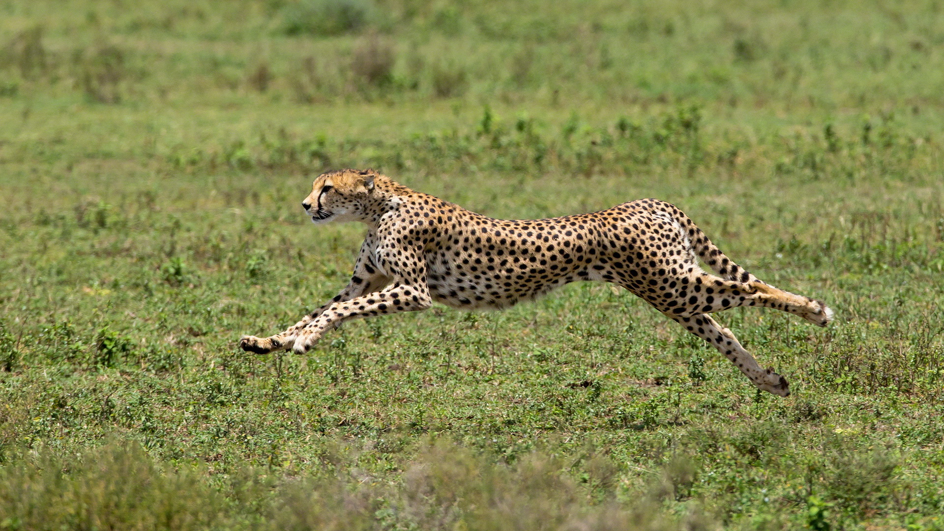 Обои африка, хищник, большая кошка, гепард, africa, predator, big cat, cheetah разрешение 1920x1080 Загрузить