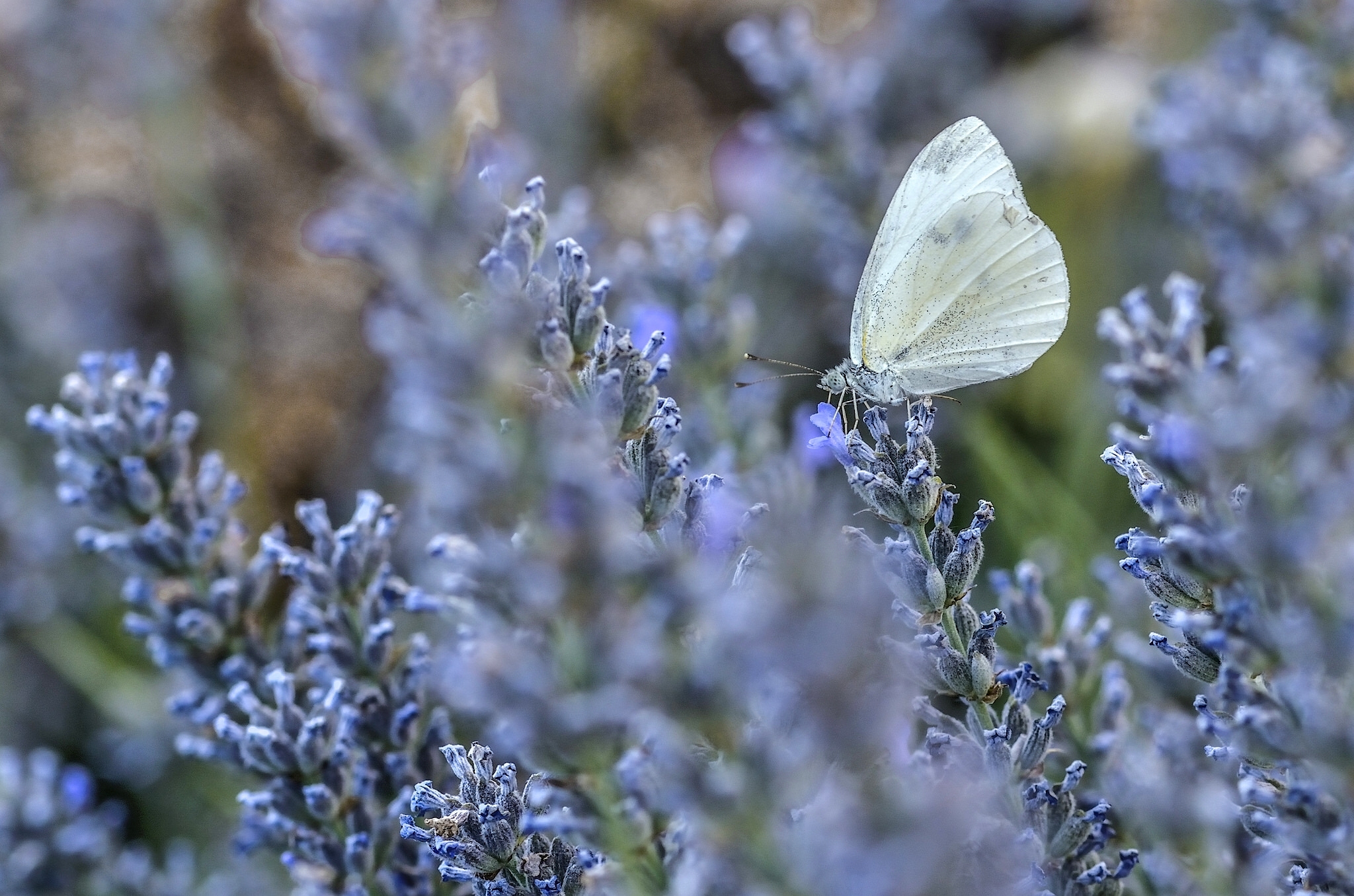 Обои цветы, макро, лаванда, бабочка, flowers, macro, lavender, butterfly разрешение 2048x1356 Загрузить