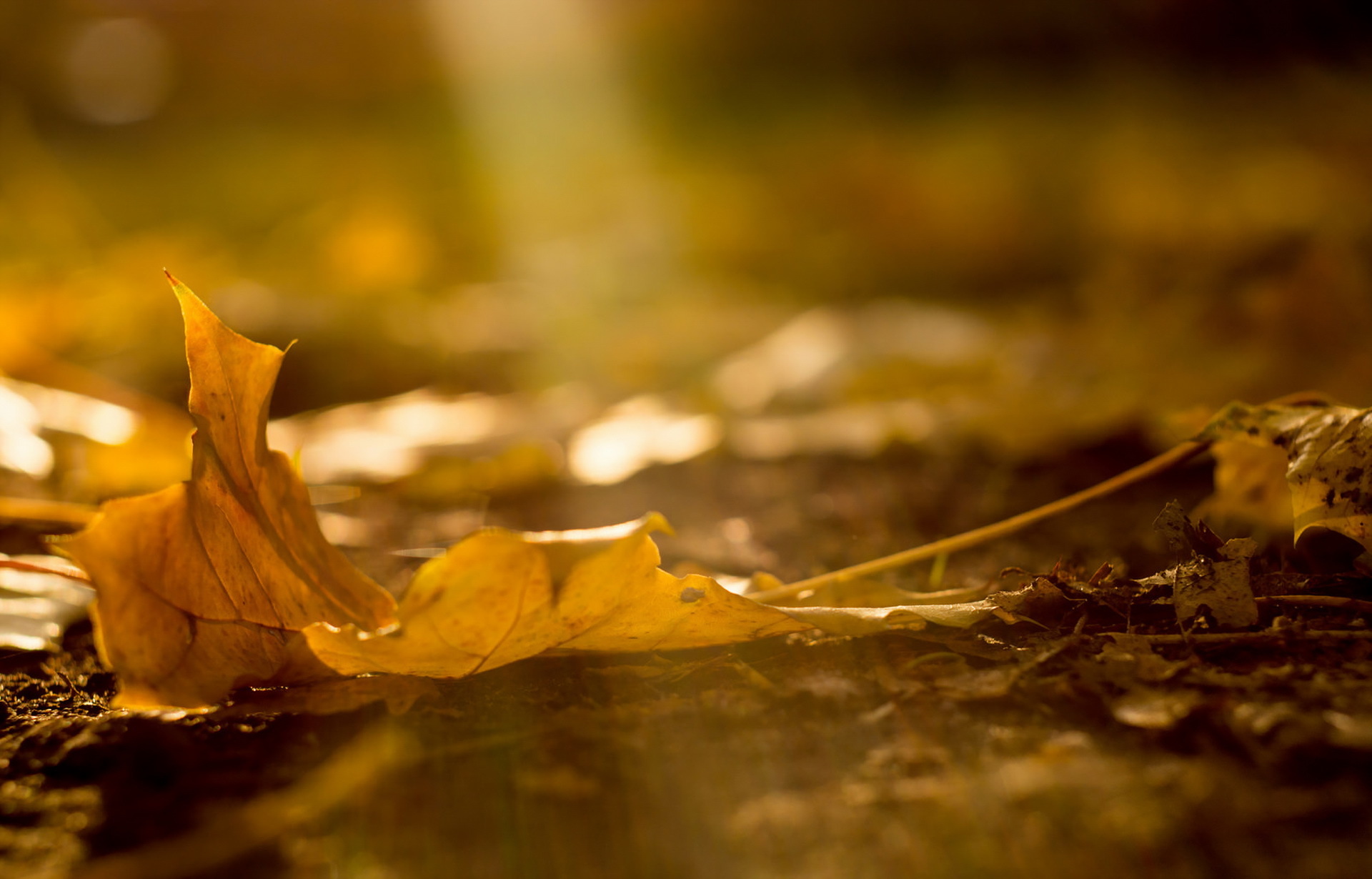 Обои природа, макро, осень, лист, nature, macro, autumn, sheet разрешение 1920x1230 Загрузить