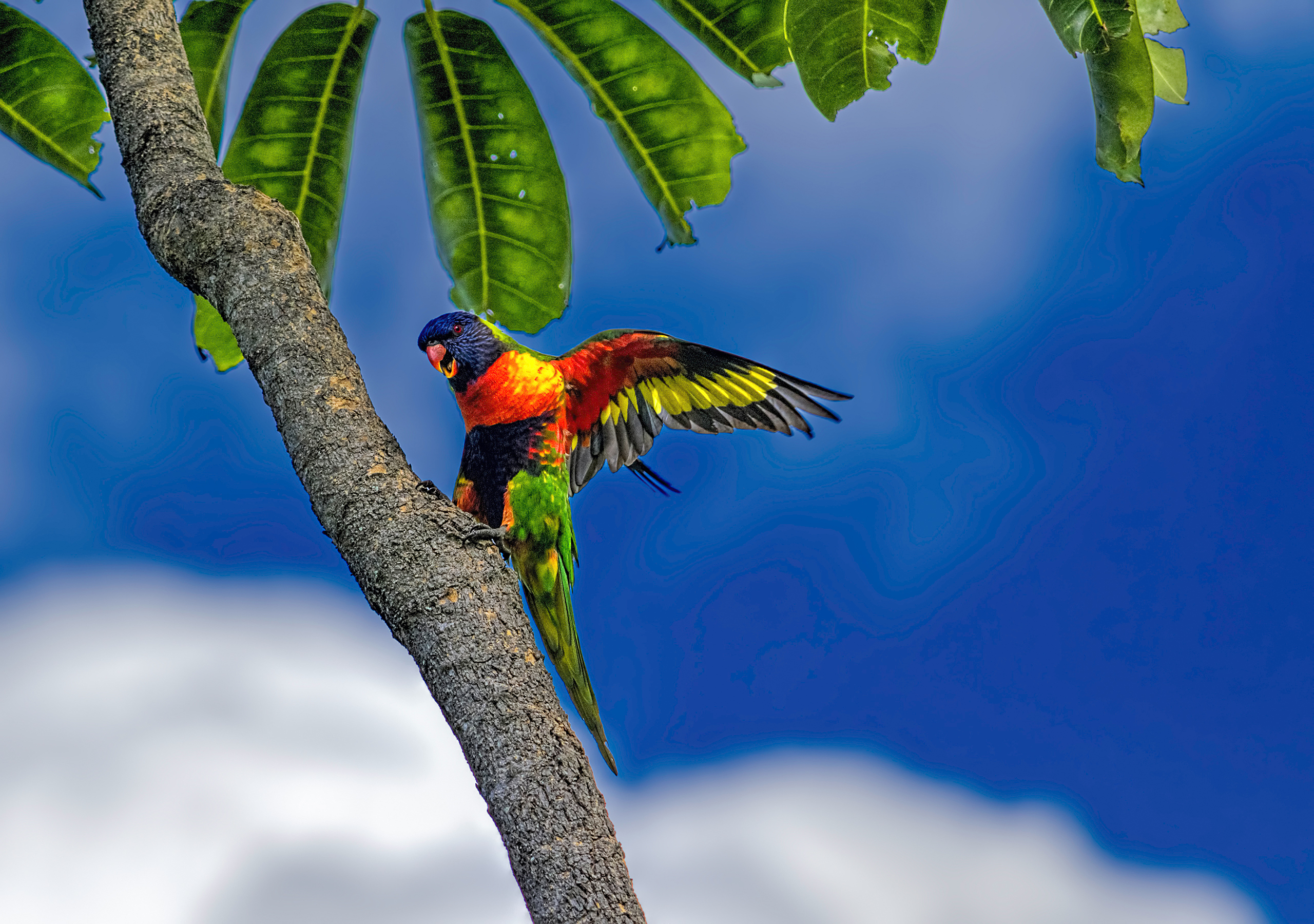 Обои небо, многоцветный лорикет, облака, листья, пальма, тропики, голубое, попугай, радужный лорикет, the sky, multicolor lorikeet, clouds, leaves, palma, tropics, blue, parrot, rainbow lorikeet разрешение 2560x1800 Загрузить