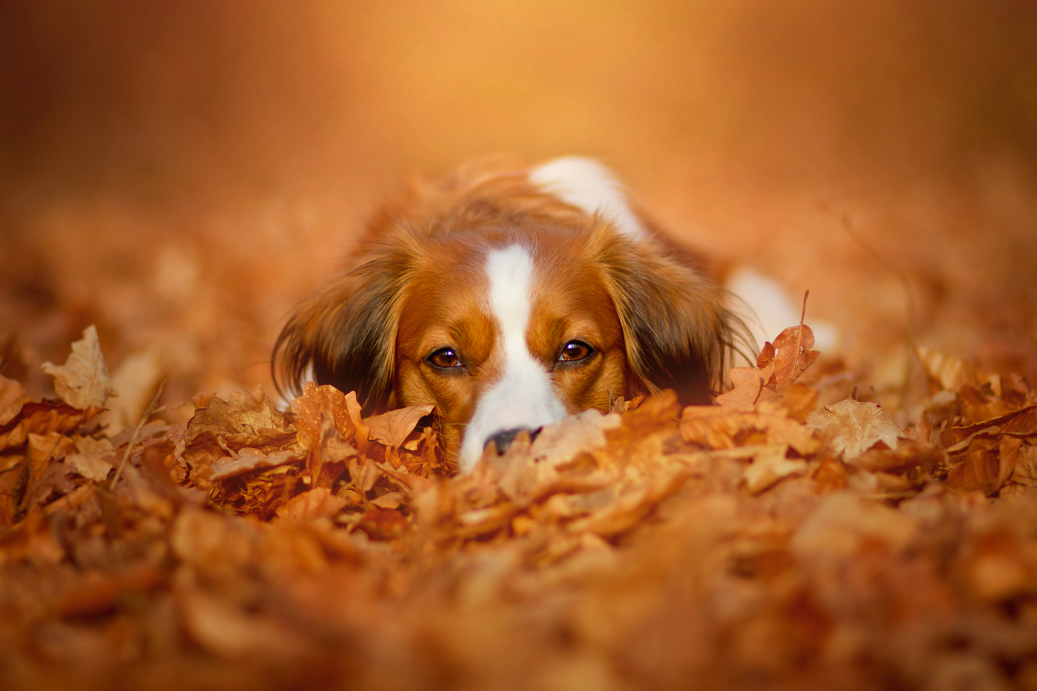 Обои морда, природа, листья, взгляд, осень, собака, коикерхондье, face, nature, leaves, look, autumn, dog, kooikerhondje разрешение 2048x1365 Загрузить