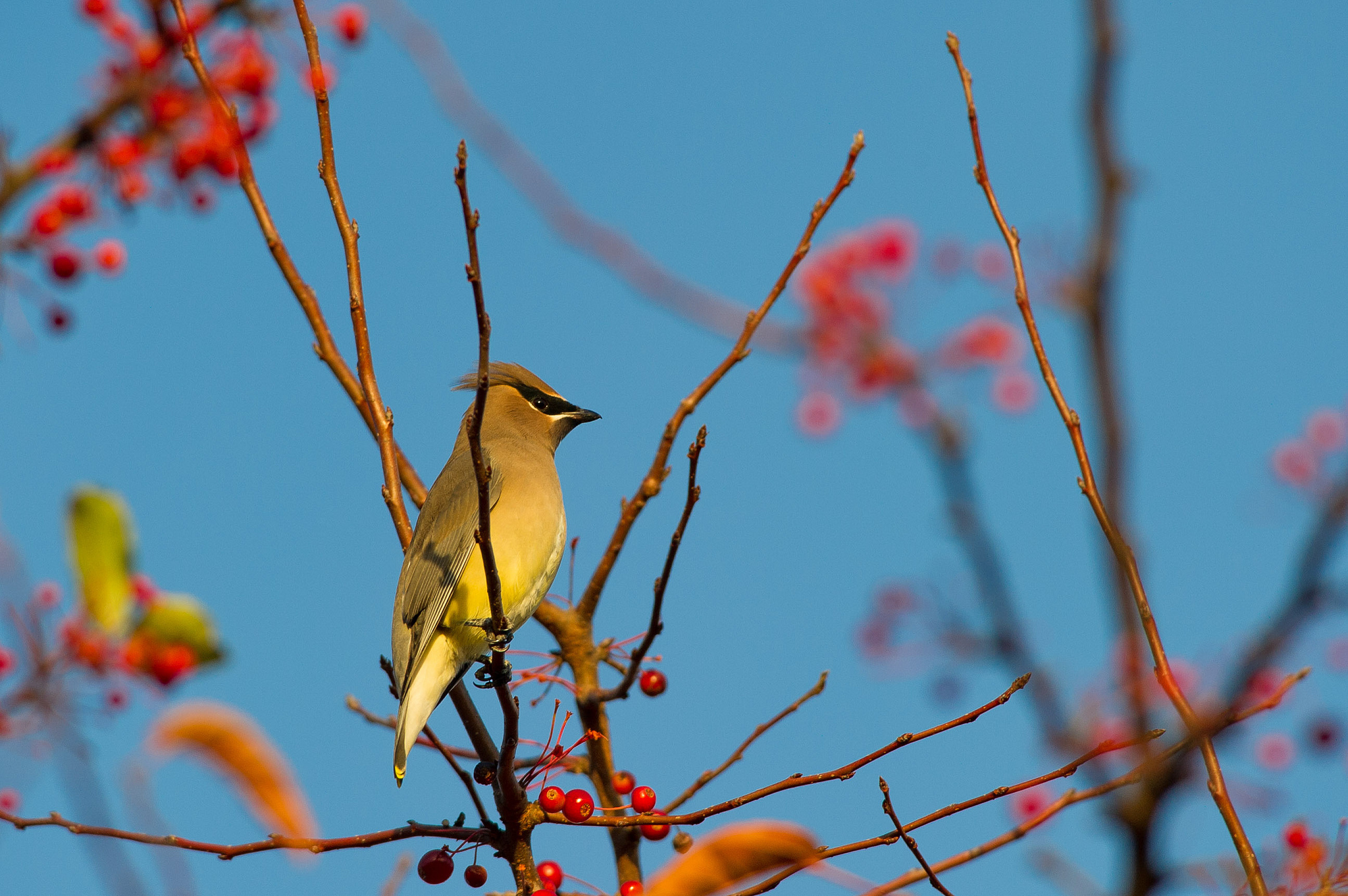 Обои небо, ветка, птица, ягоды, свиристель, the sky, branch, bird, berries, the waxwing разрешение 2048x1362 Загрузить