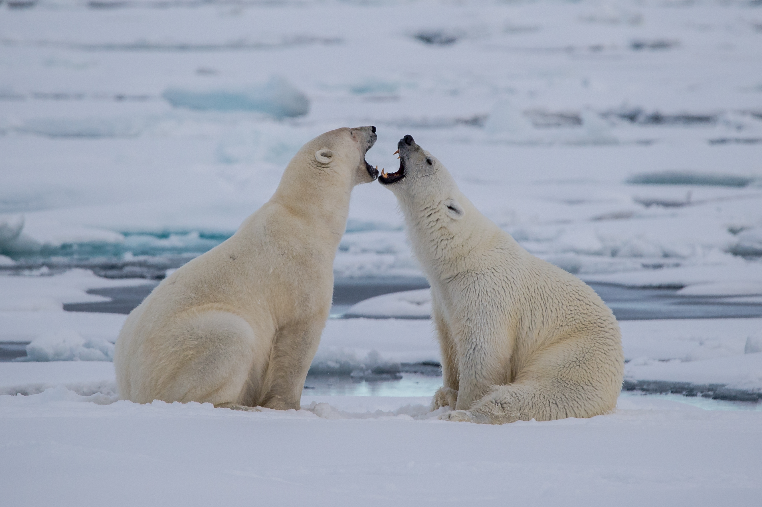 Обои природа, полярный медведь, лёд, медведи, белый медведь, полярные медведи, nature, polar bear, ice, bears, polar bears разрешение 2671x1778 Загрузить
