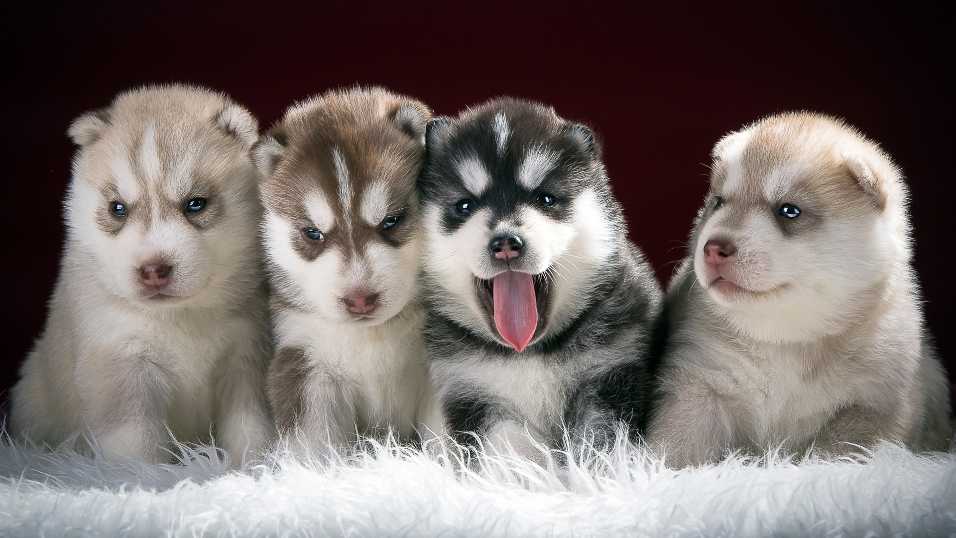 Обои хаски, щенки, собаки, husky, puppies, dogs разрешение 1920x1080 Загрузить