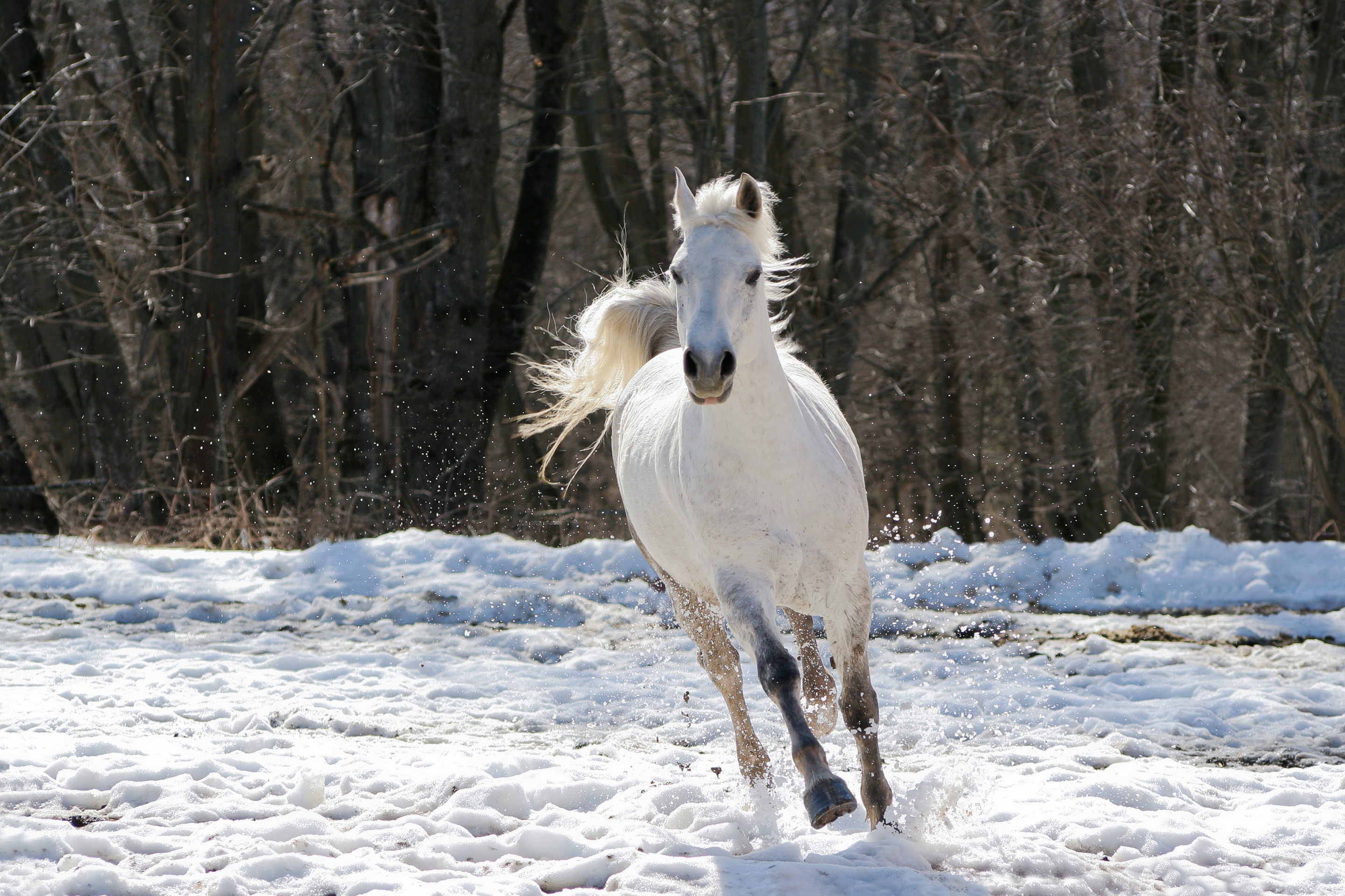 Обои лошадь, деревья, снег, зима, конь, белая, скачет, horse, trees, snow, winter, white, jump разрешение 2880x1920 Загрузить