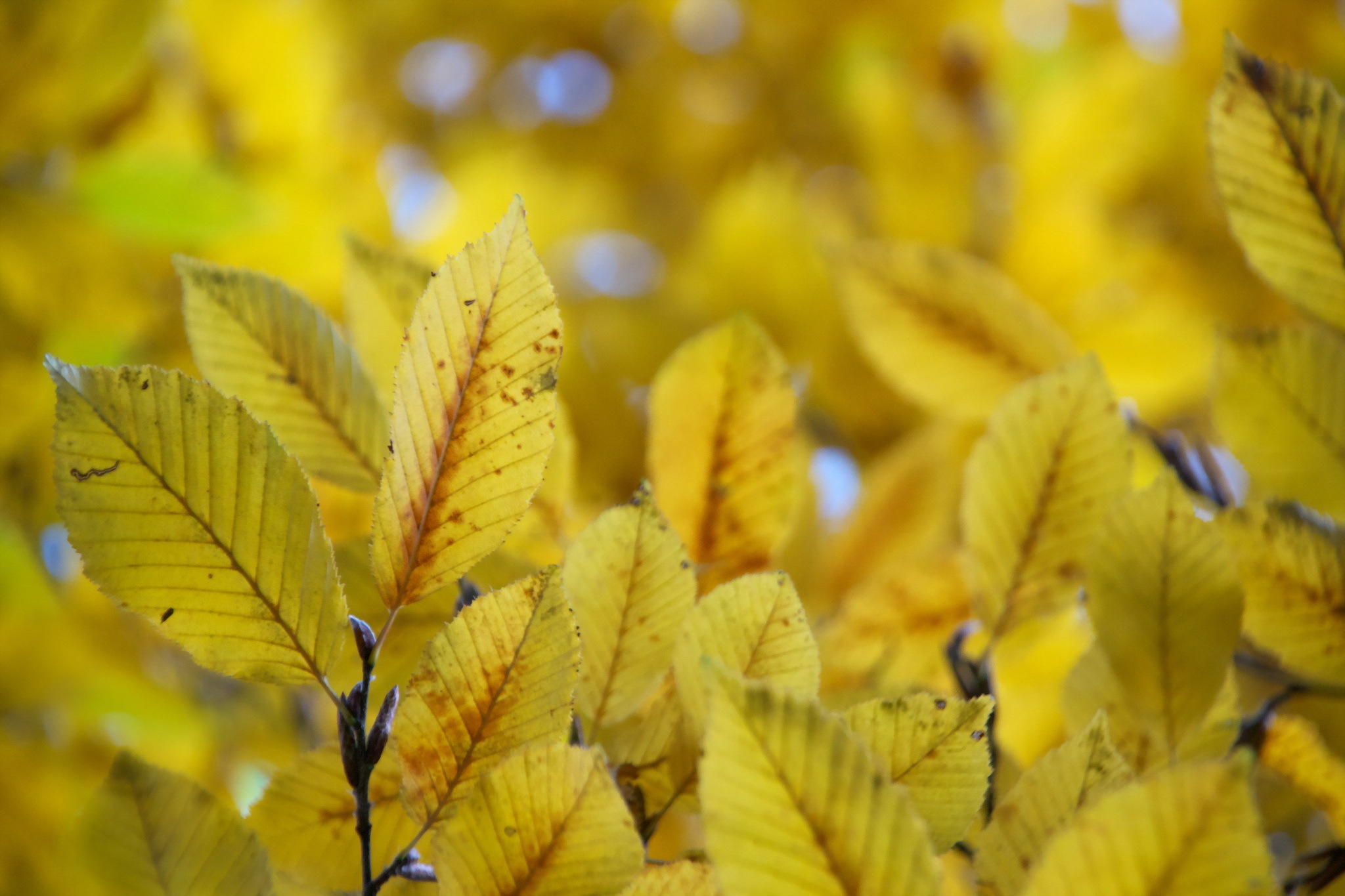 Обои природа, листья, осень, nature, leaves, autumn разрешение 2048x1365 Загрузить