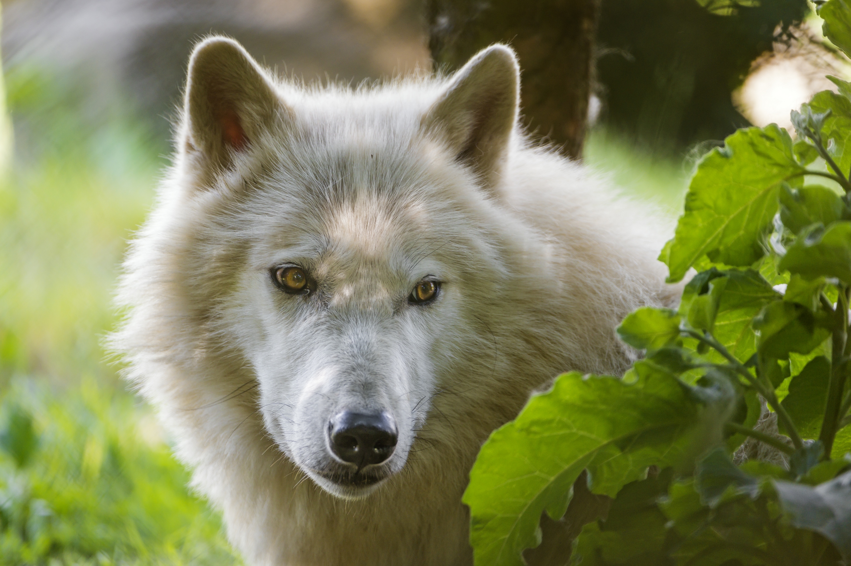 Обои морда, взгляд, белый, волк, ©tambako the jaguar, арктический волк, face, look, white, wolf, arctic wolf разрешение 2880x1917 Загрузить