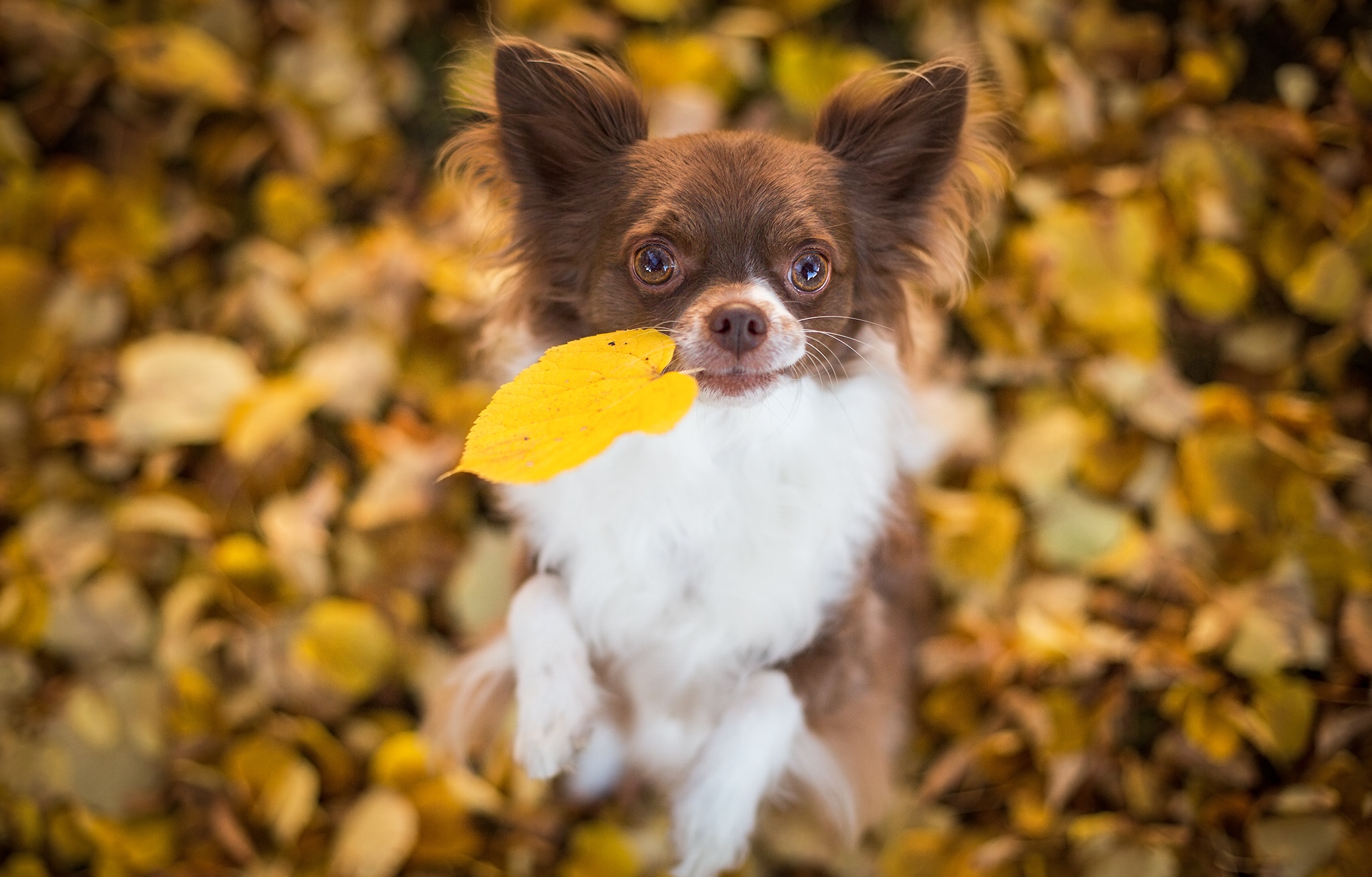 Обои листья, настроение, собака, песик, листик, боке, чихуахуа, leaves, mood, dog, doggie, leaf, bokeh, chihuahua разрешение 2048x1310 Загрузить