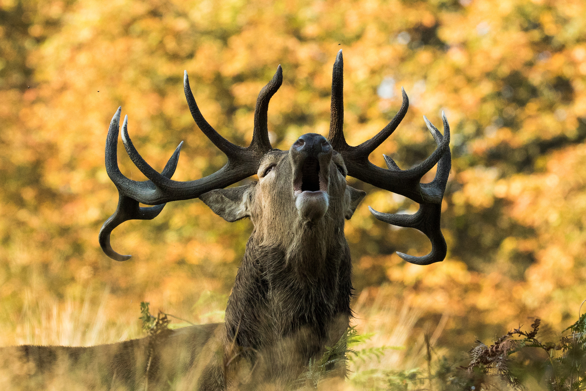 Обои природа, олень, осень, рога, сигнал, nature, deer, autumn, horns, signal разрешение 2048x1366 Загрузить