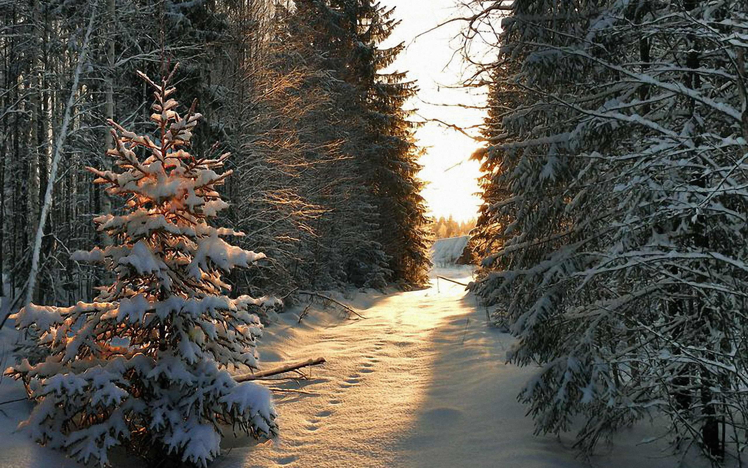 Обои снег, дерево, зима, луч, snow, tree, winter, ray разрешение 2560x1600 Загрузить