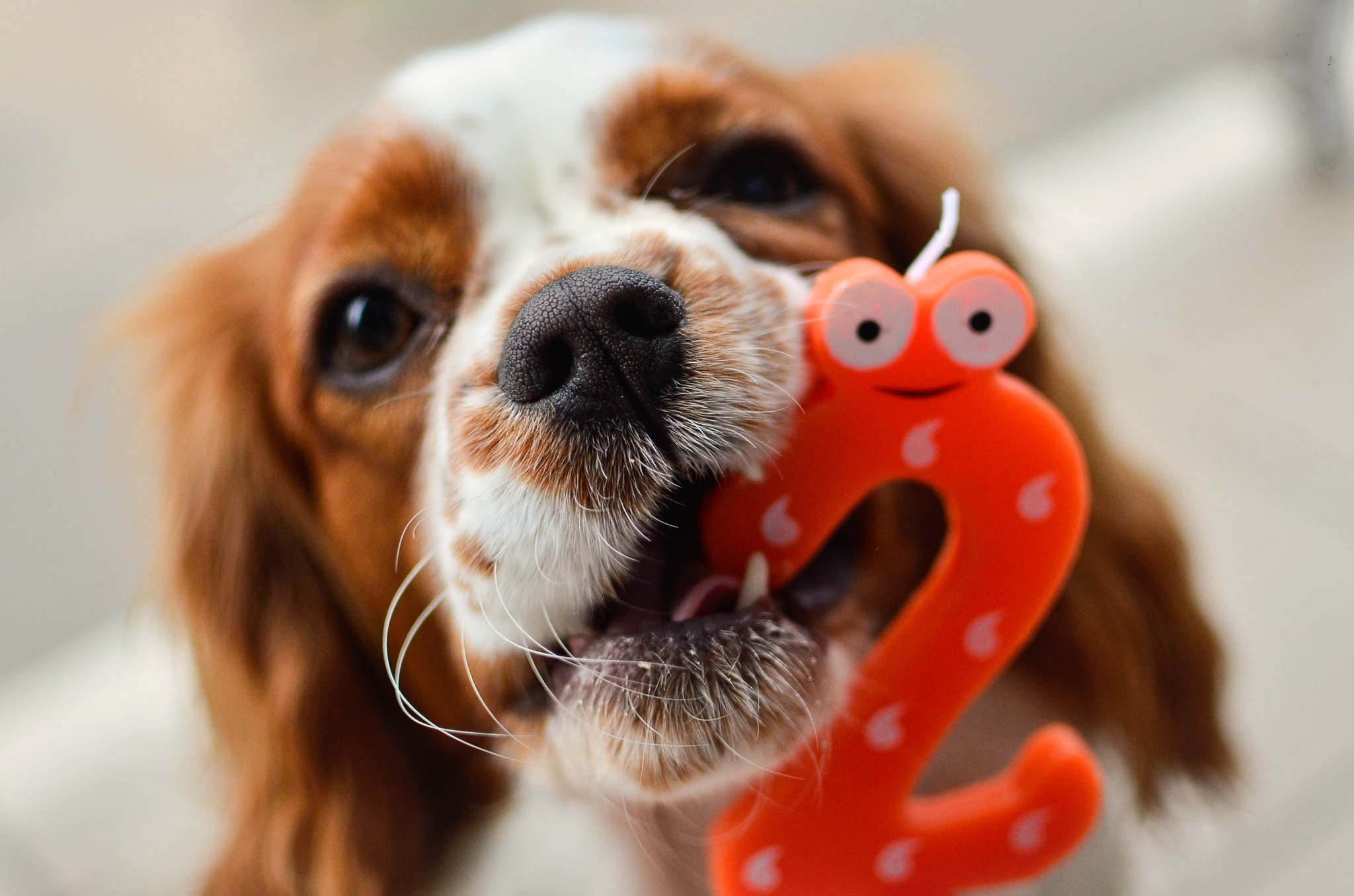 Обои собака, день рождения, cavalier king charles spaniel, mireia b. l., dog, birthday разрешение 2048x1356 Загрузить