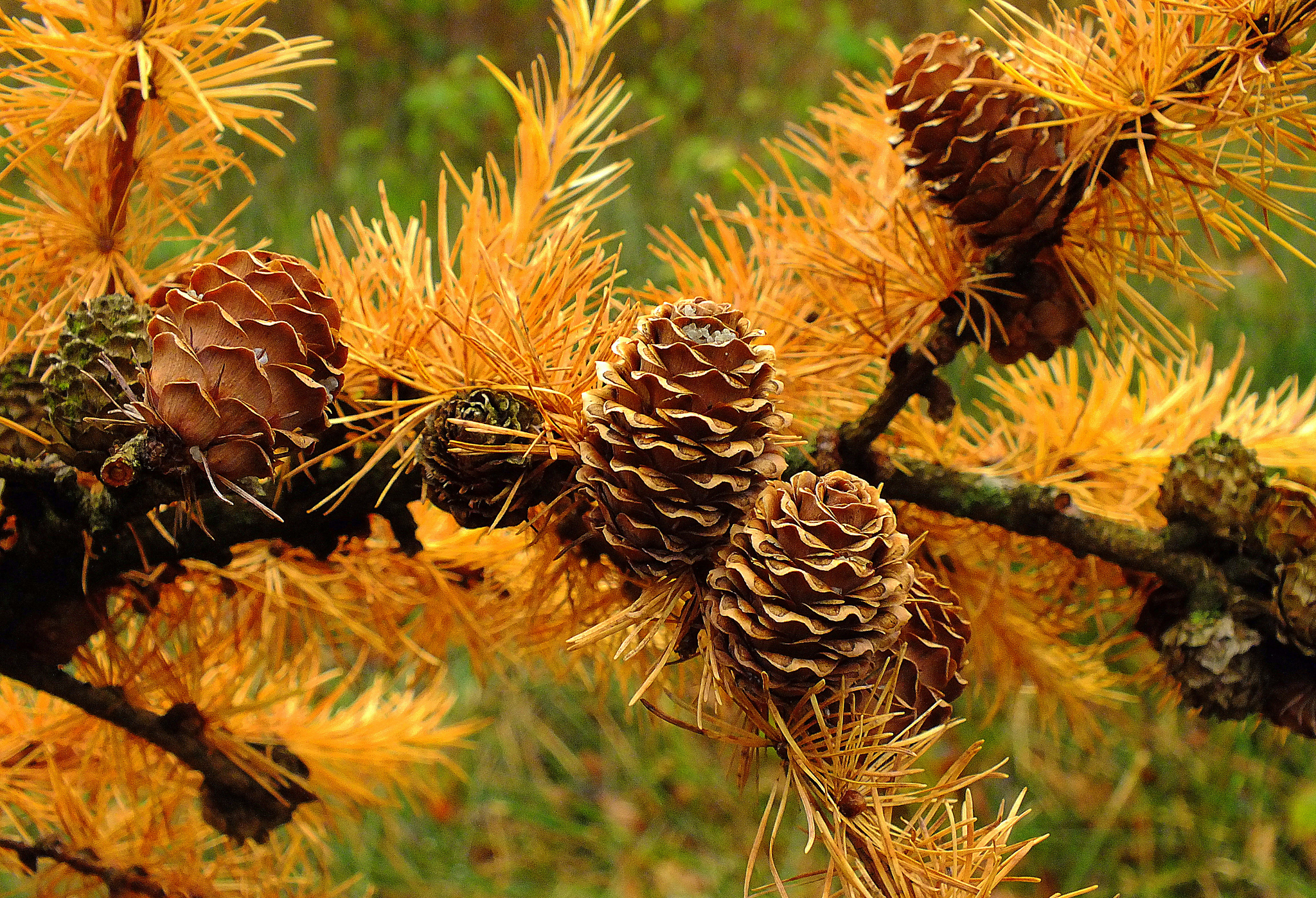 Обои ветка, хвоя, макро, осень, шишки, иголки, лиственница, branch, needles, macro, autumn, bumps, larch разрешение 2048x1398 Загрузить