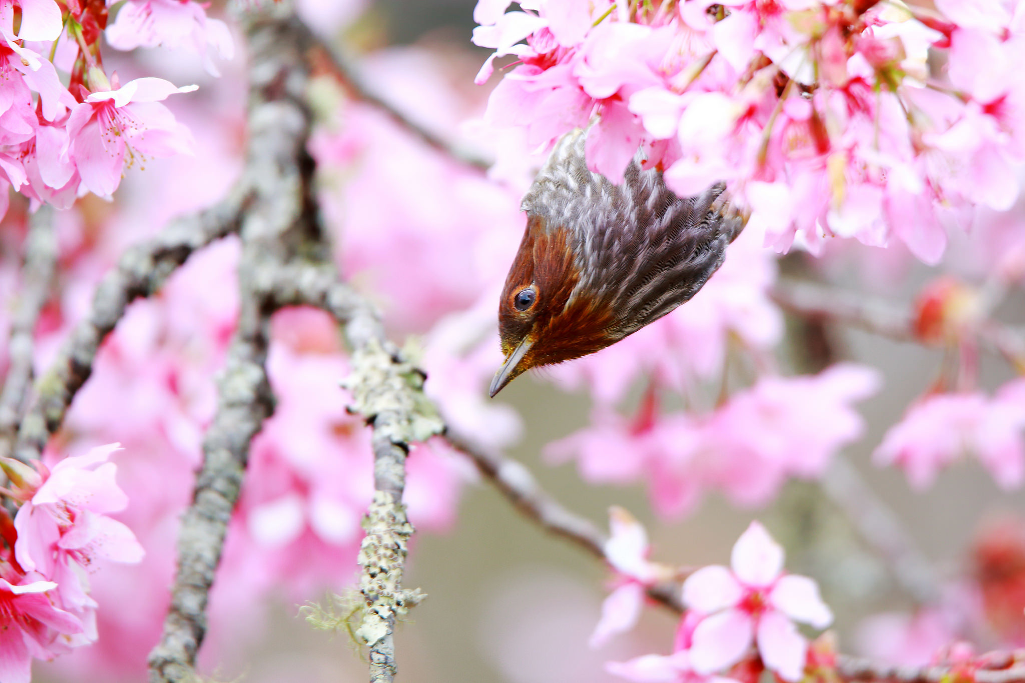 Обои дерево, цветение, птица, весна, tree, flowering, bird, spring разрешение 2048x1365 Загрузить