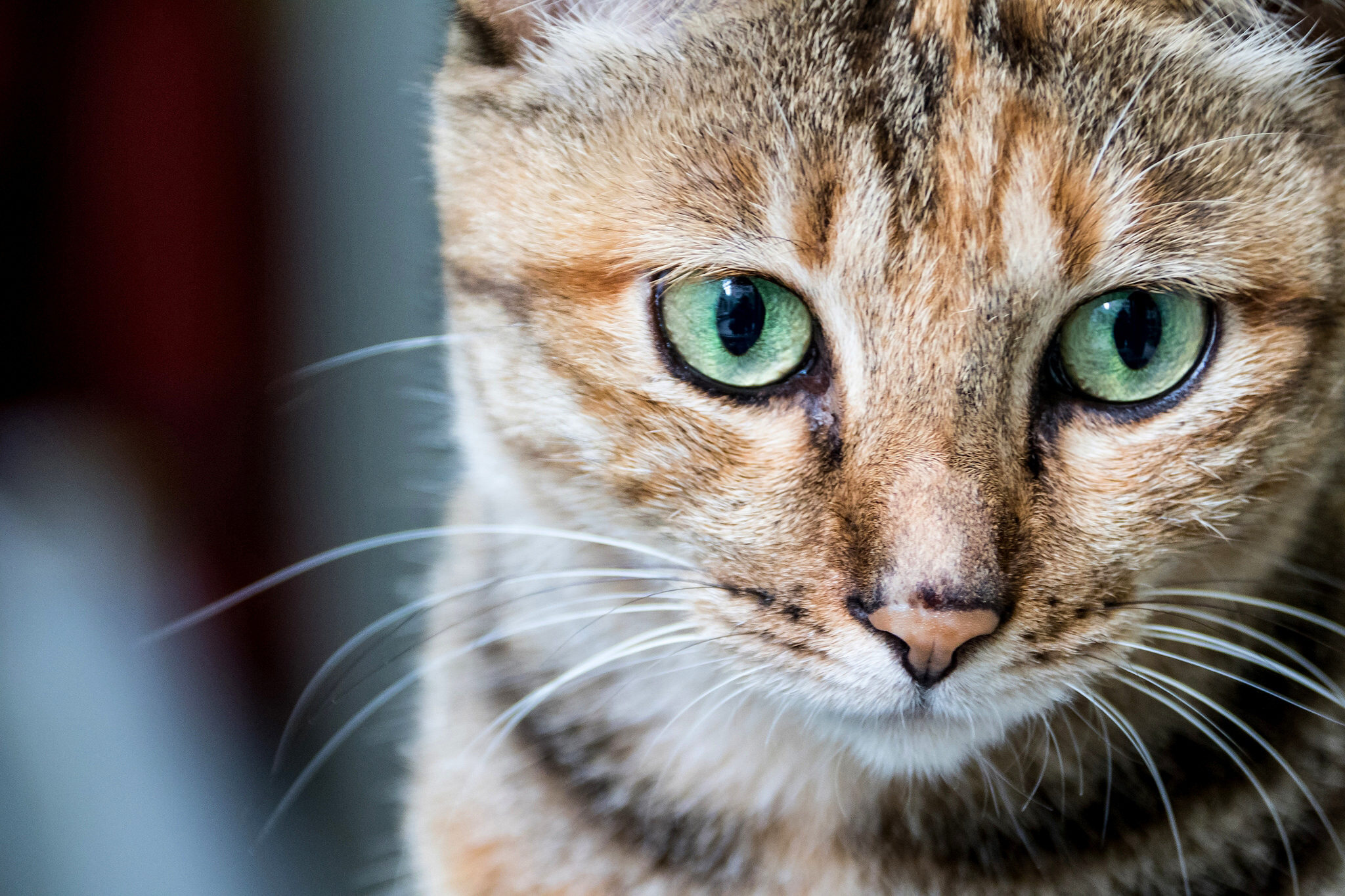 Обои портрет, кот, мордочка, кошка, взгляд, portrait, cat, muzzle, look разрешение 2048x1365 Загрузить