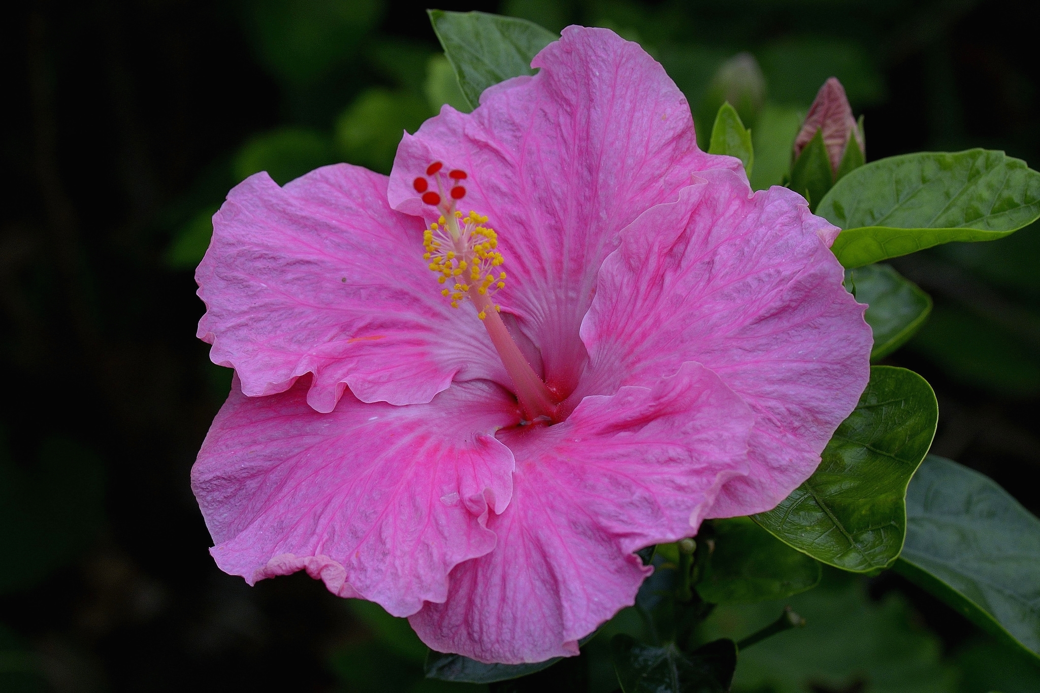 Обои макро, розовый, гибискус, macro, pink, hibiscus разрешение 2048x1365 Загрузить