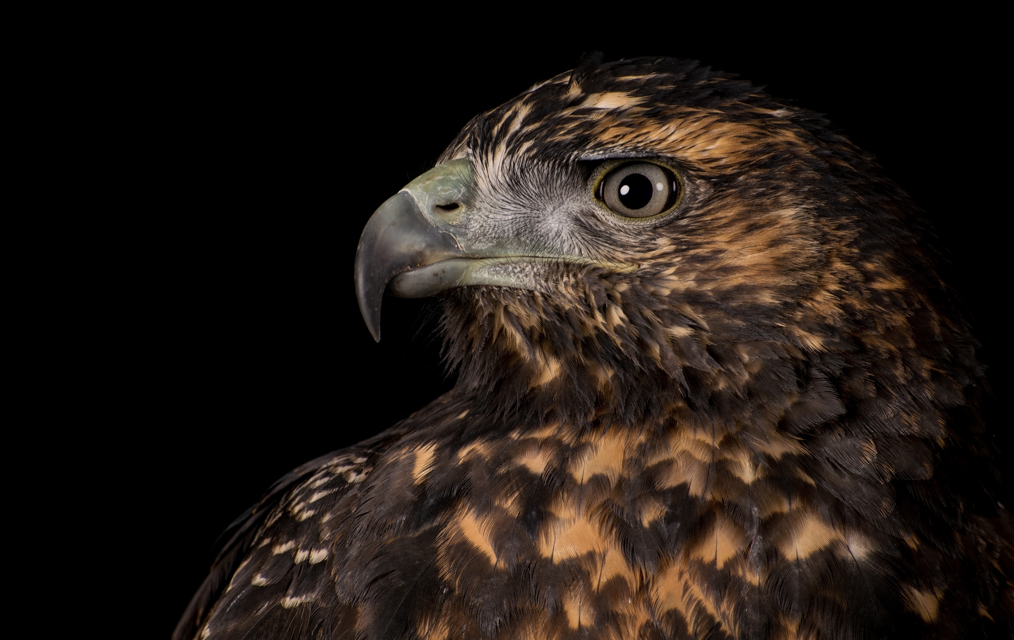 Обои орел, хищник, профиль, птица, клюв, черный фон, перья, eagle, predator, profile, bird, beak, black background, feathers разрешение 2048x1293 Загрузить