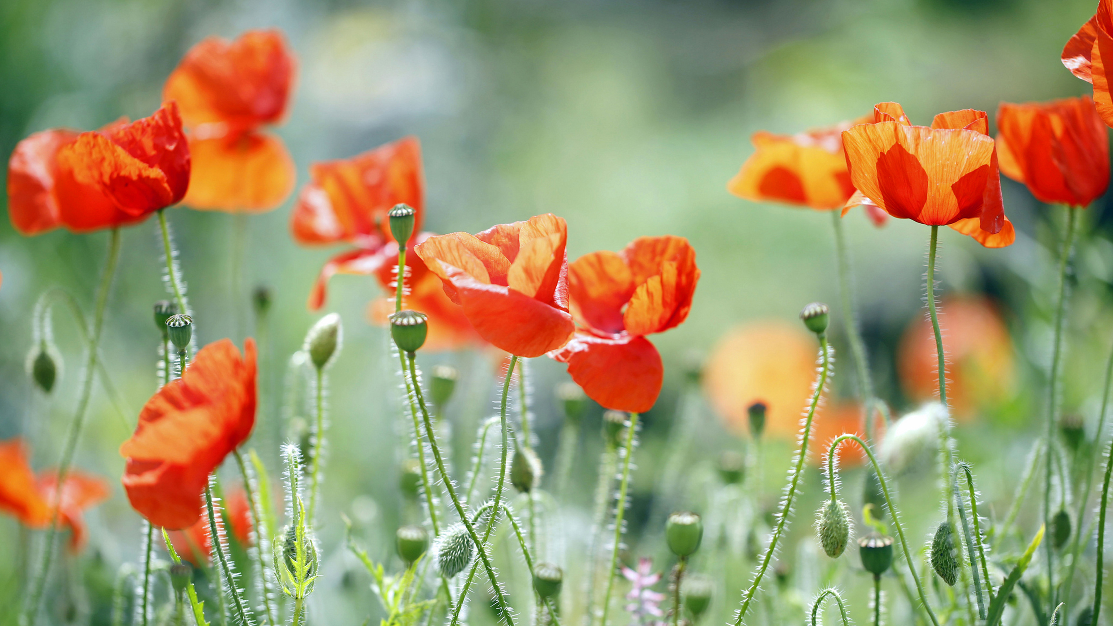 Обои трава, природа, поле, лепестки, маки, луг, grass, nature, field, petals, maki, meadow разрешение 3840x2160 Загрузить