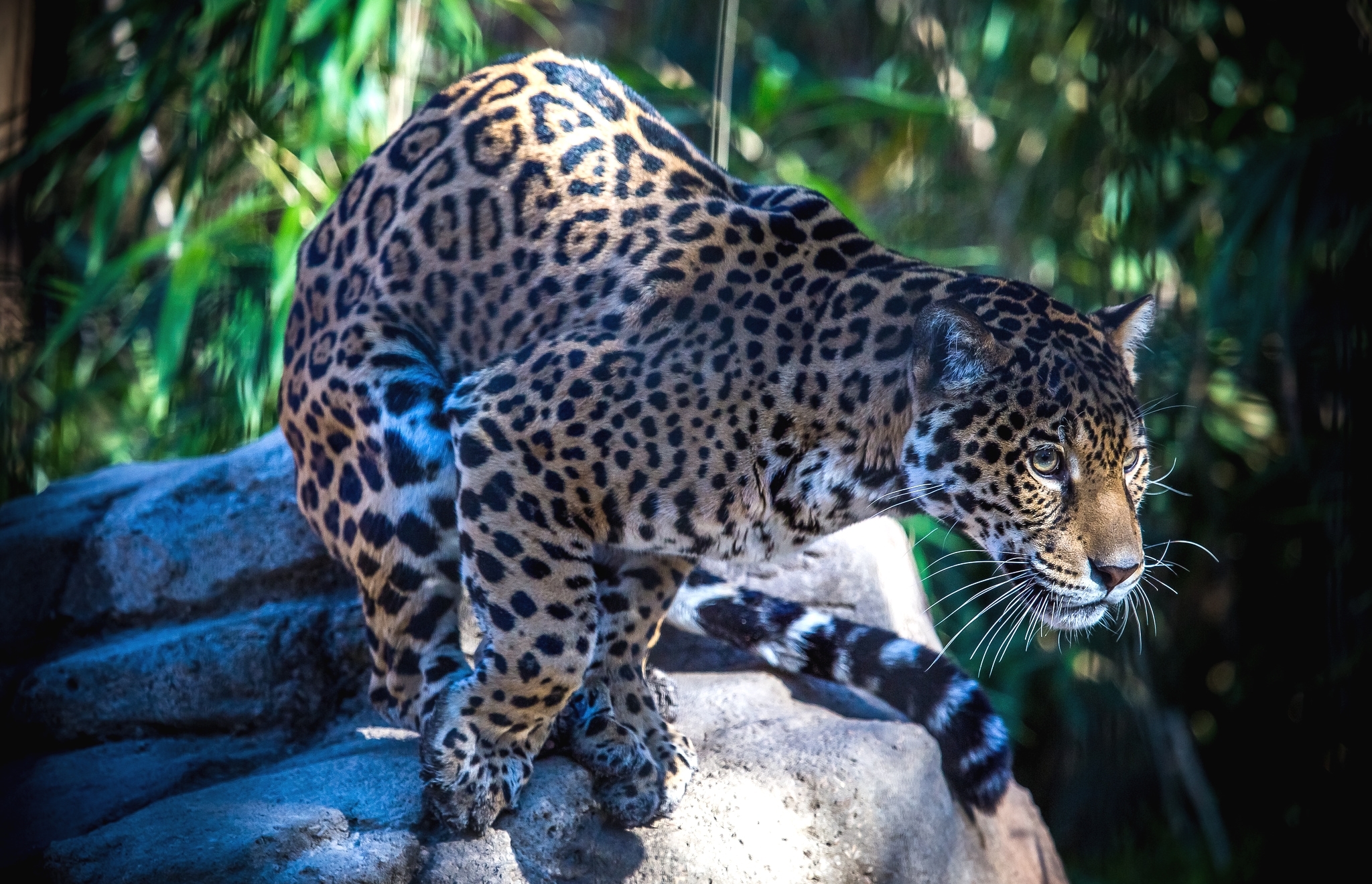 Обои пятна, хищник, большая кошка, ягуар, spot, predator, big cat, jaguar разрешение 2048x1320 Загрузить