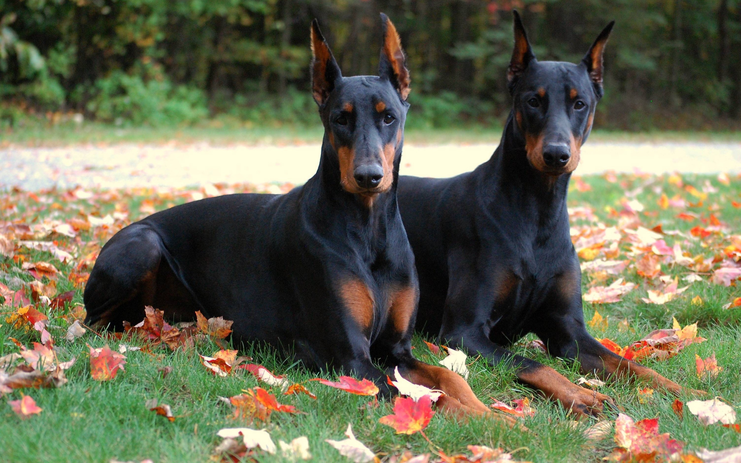 Обои трава, листья, парк, доберман, собаки, волшба, grass, leaves, park, doberman, dogs, the magic was разрешение 2560x1600 Загрузить