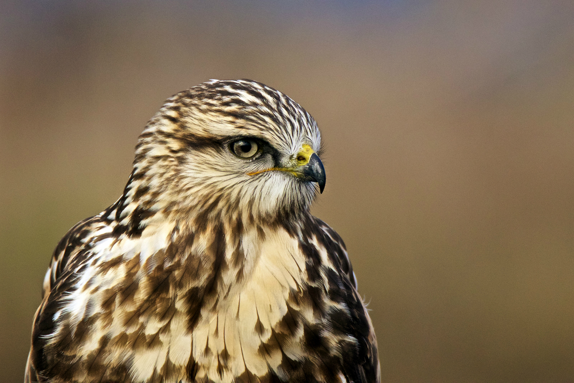 Обои взгляд, профиль, птица, ястреб, птаха, buteo lagopus, rough-legged hawk, мохноногий канюк, зимняк, nпортрет, portrait, look, profile, bird, hawk, the rough-legged buzzard, rough-legged buzzard разрешение 1920x1280 Загрузить