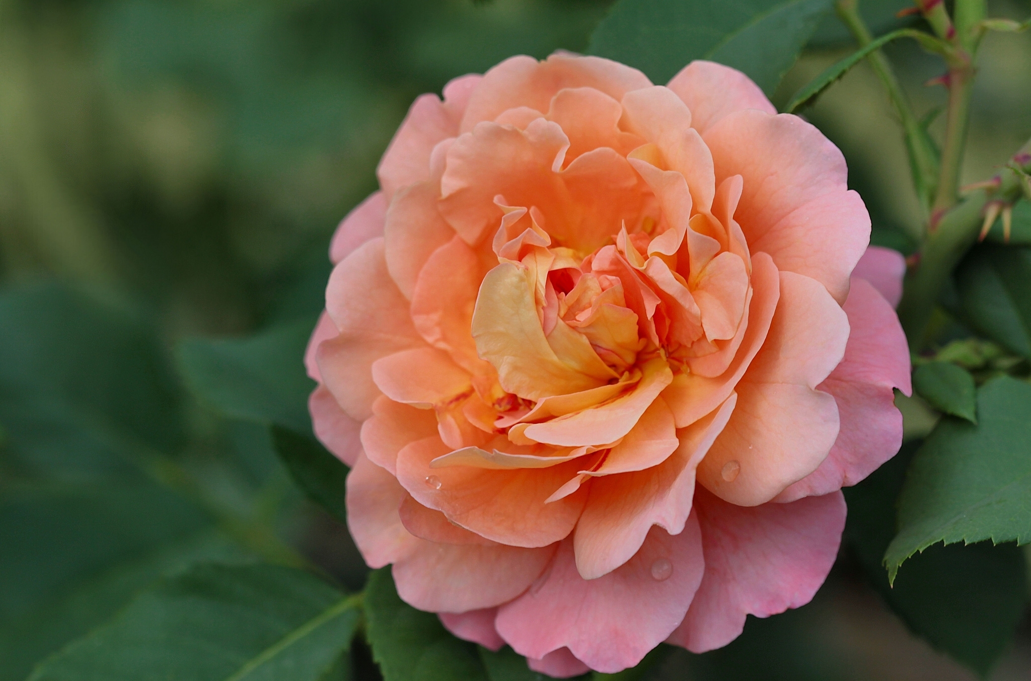 Обои макро, роза, лепестки, macro, rose, petals разрешение 2048x1353 Загрузить
