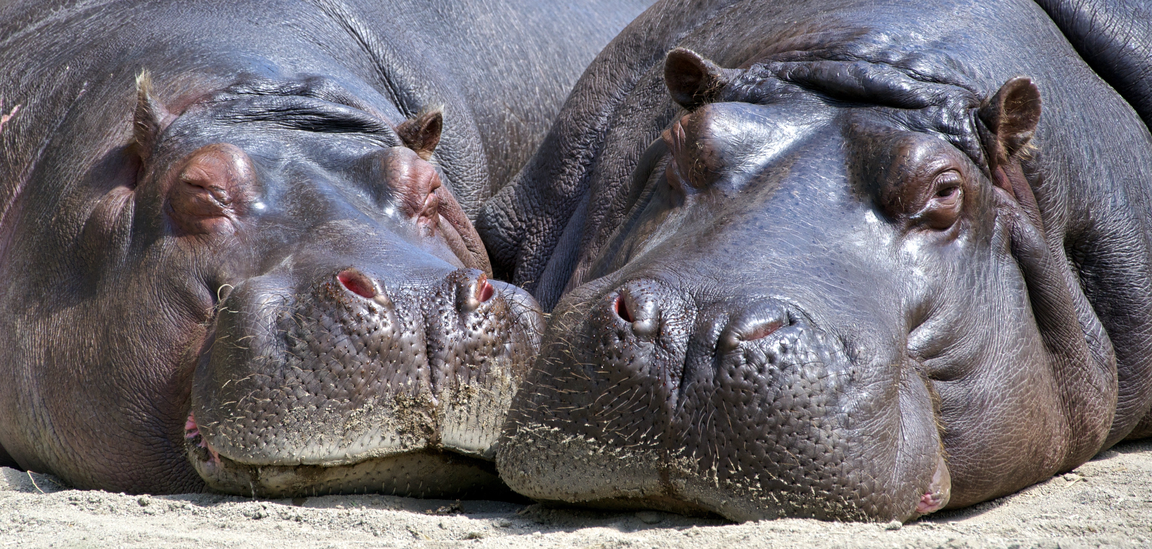 Обои зоопарк, бегемот, бегемоты, zoo, hippo, hippos разрешение 4006x1910 Загрузить