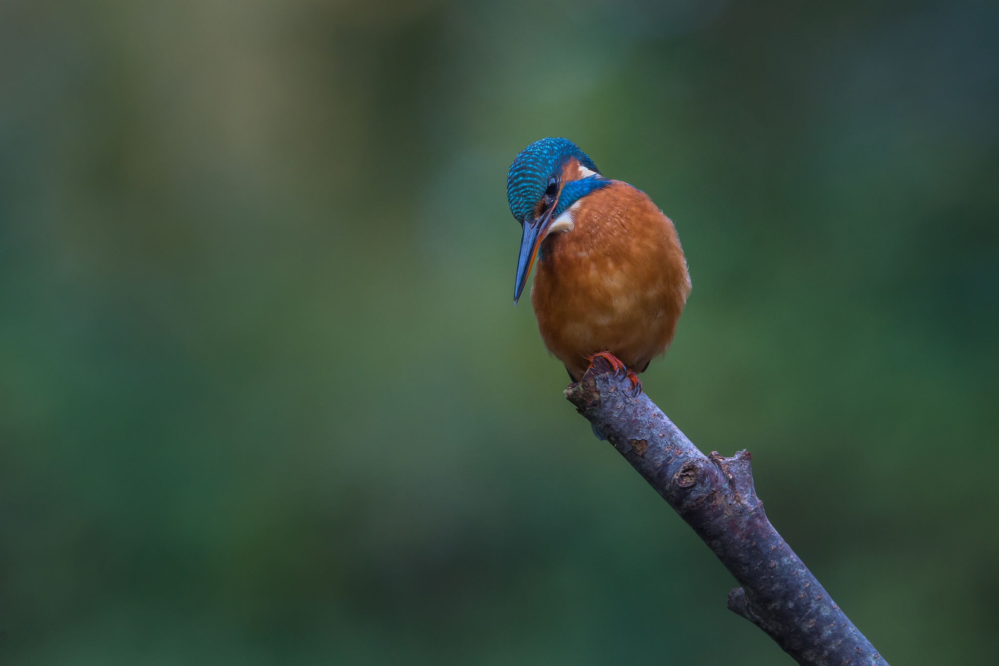 Обои ветка, природа, птица, зимородок, branch, nature, bird, kingfisher разрешение 2048x1365 Загрузить