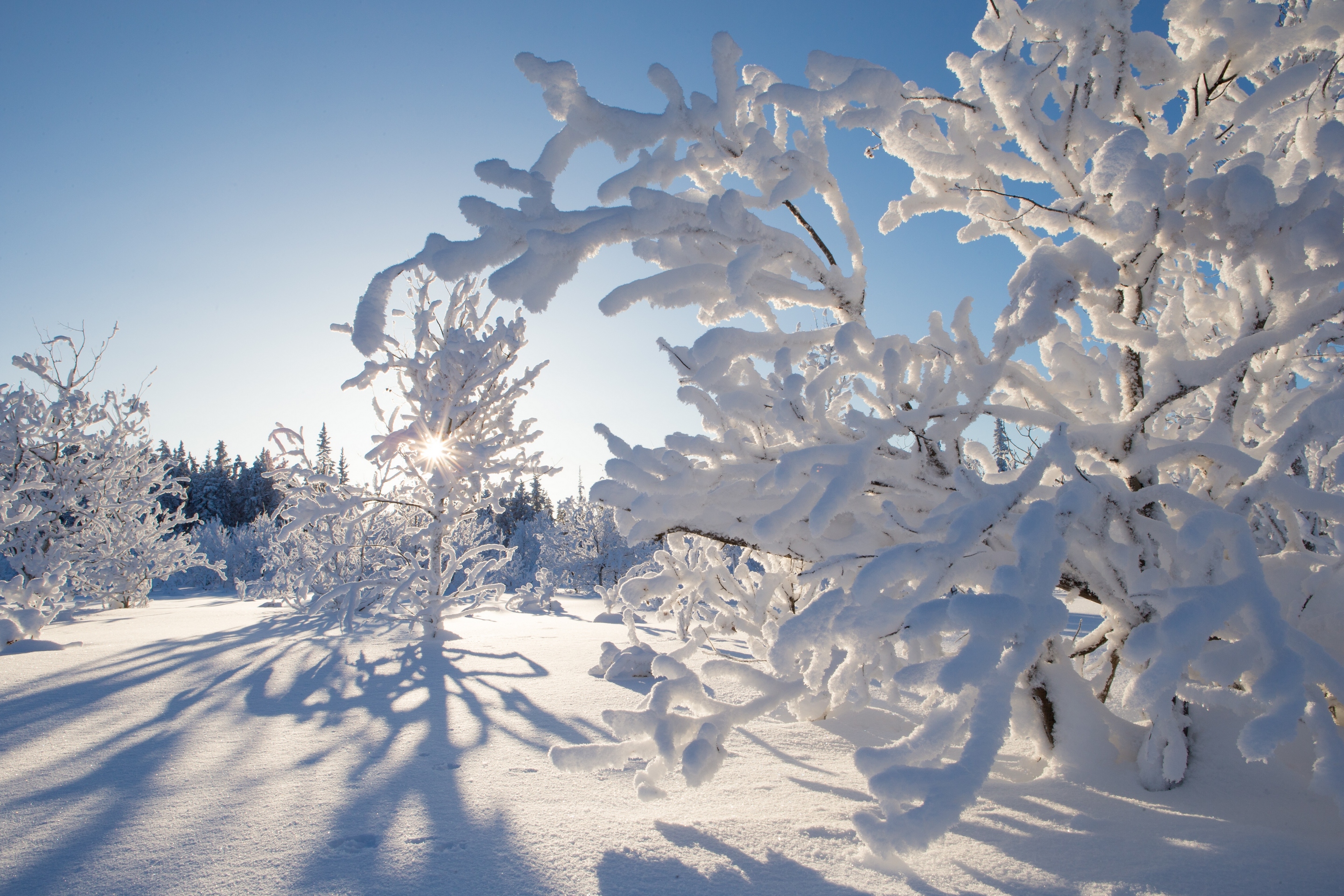 Обои деревья, снег, зима, канада, какиса, северо-западные территории, trees, snow, winter, canada, kakisa, northwest territories разрешение 2880x1920 Загрузить