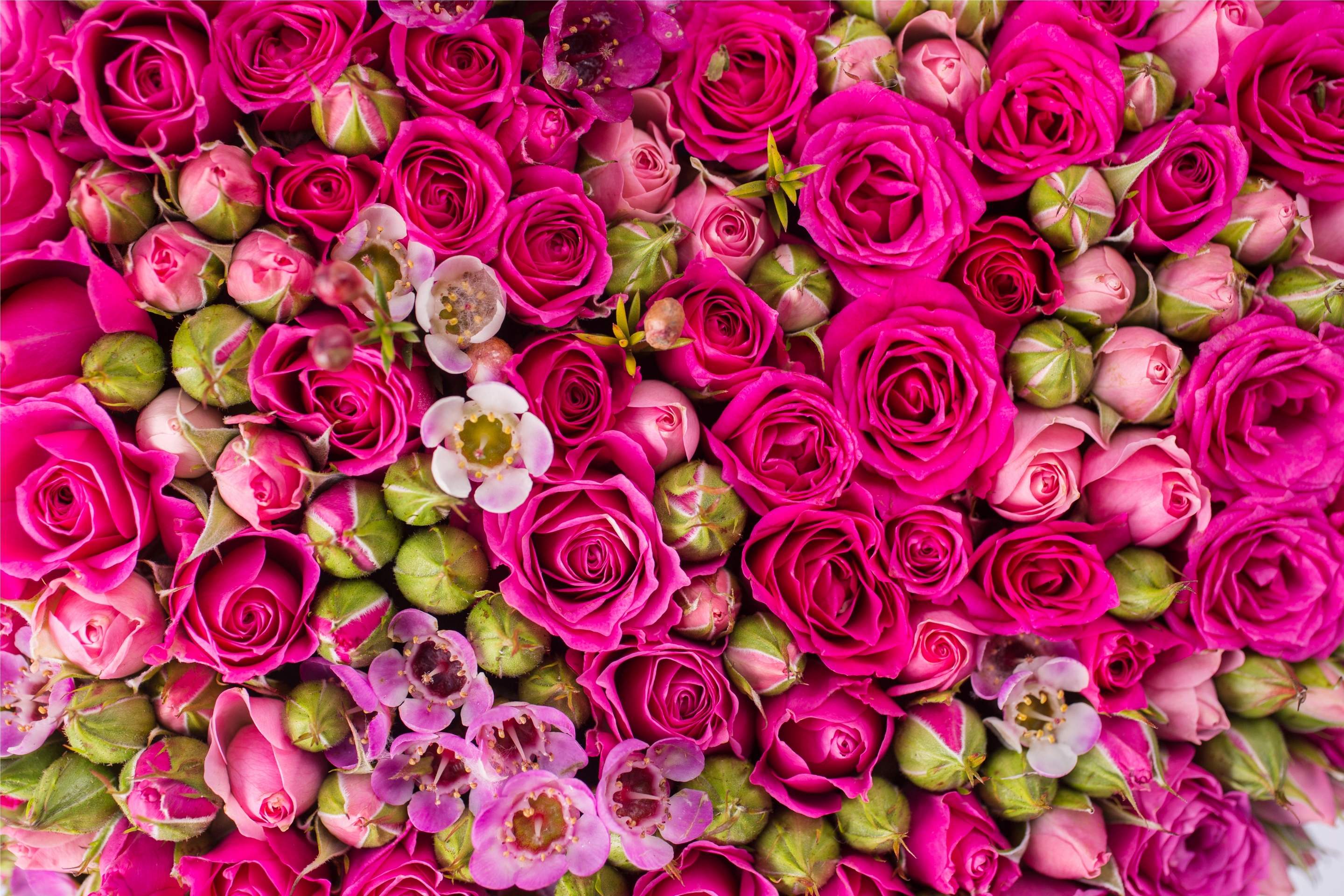 Обои цветы, бутоны, розы, розовые,  цветы, роз, пинк, flowers, buds, roses, pink разрешение 2880x1920 Загрузить